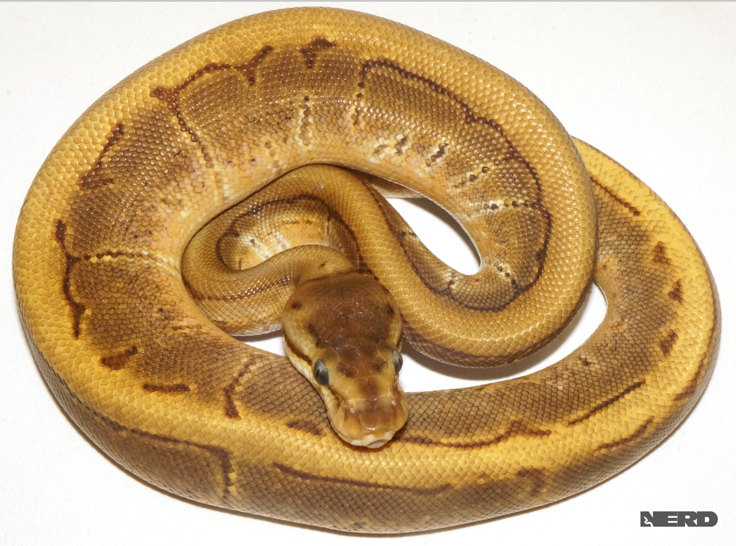 Pinstripe Odium Ball Python by New England Reptile Distributors