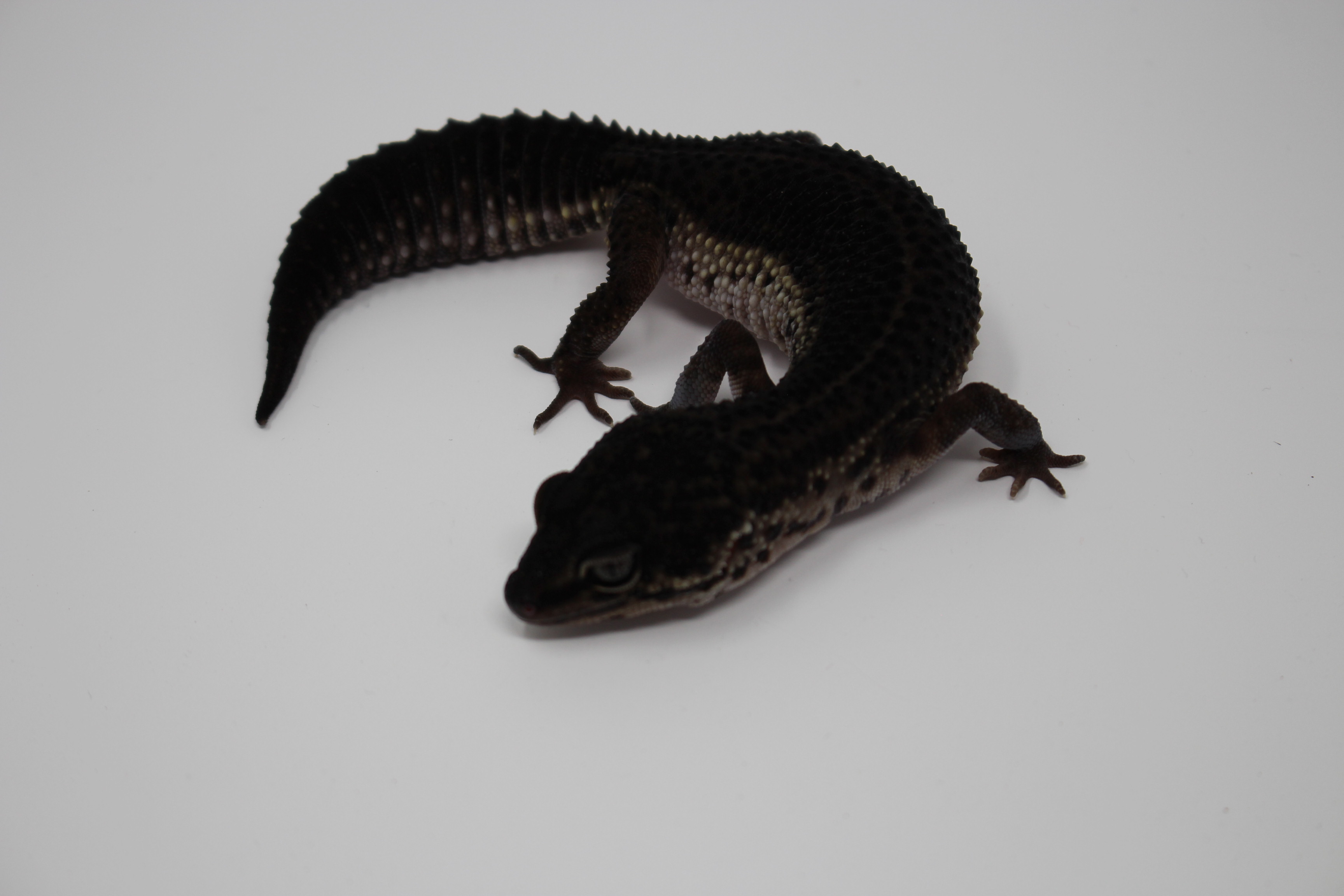 Black Night Leopard Gecko by Kawaii Geckos
