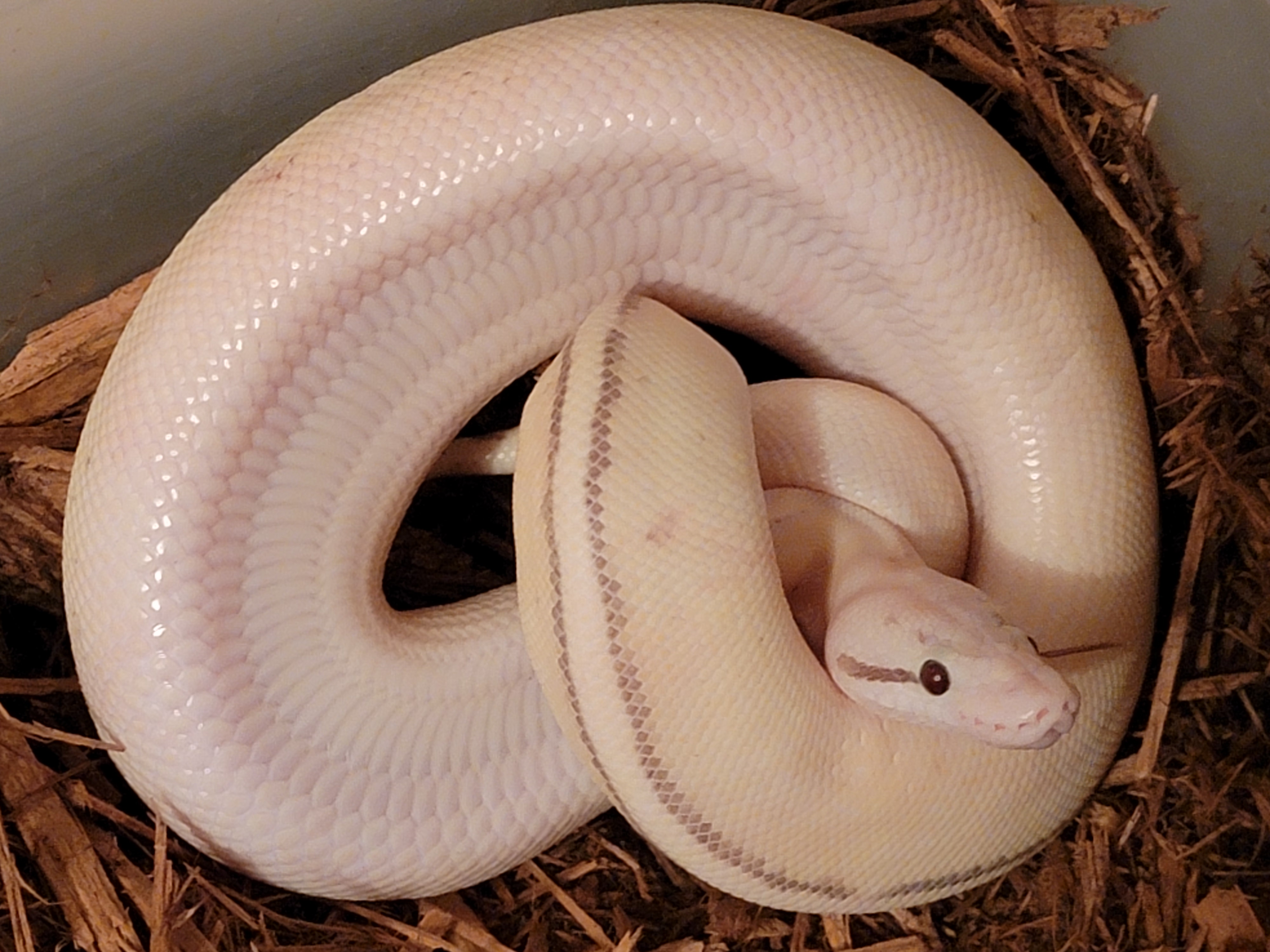 Super Spark Ball Python by Extraordinary Ectotherms