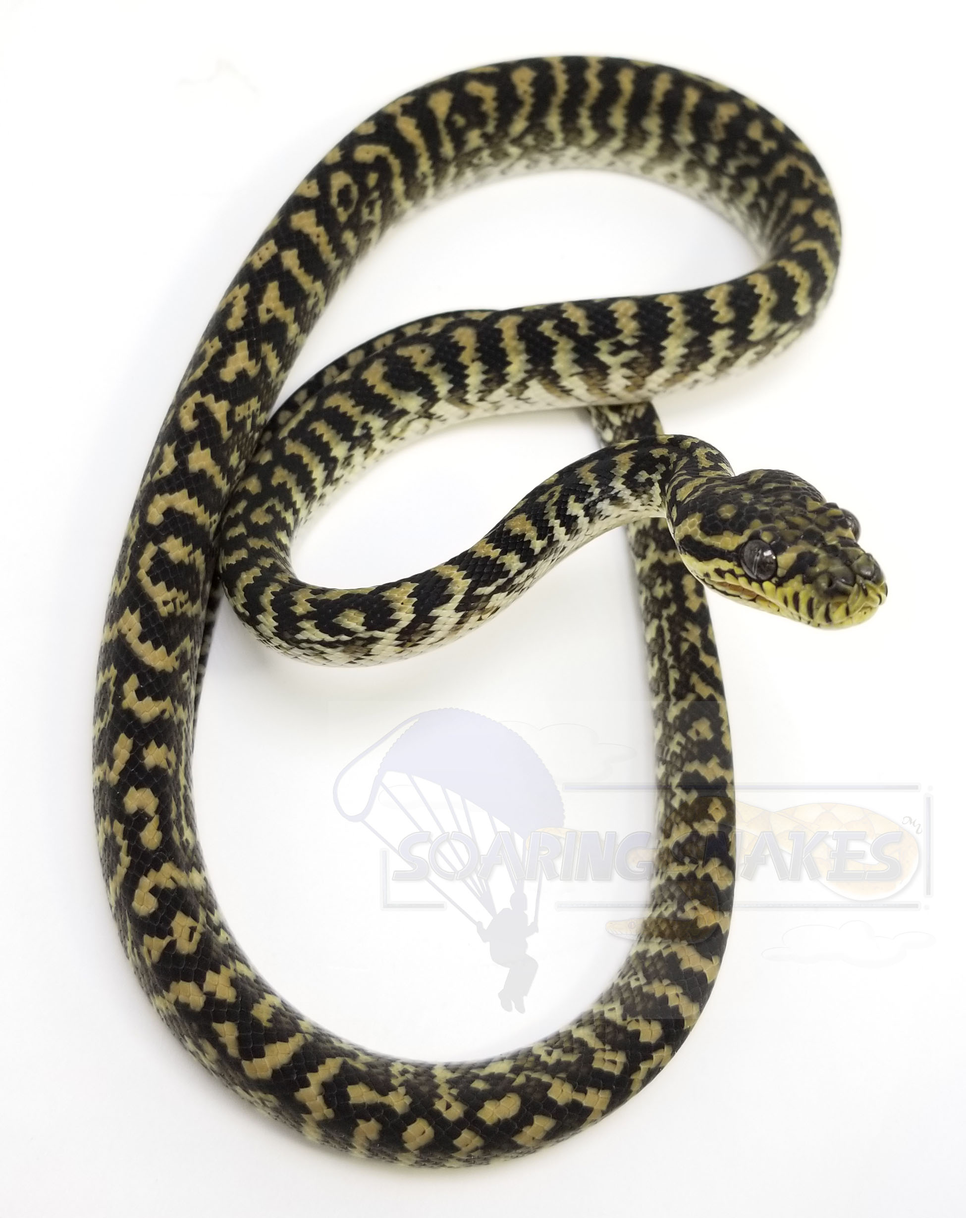 Zebra Other Carpet Python by Soaring Snakes