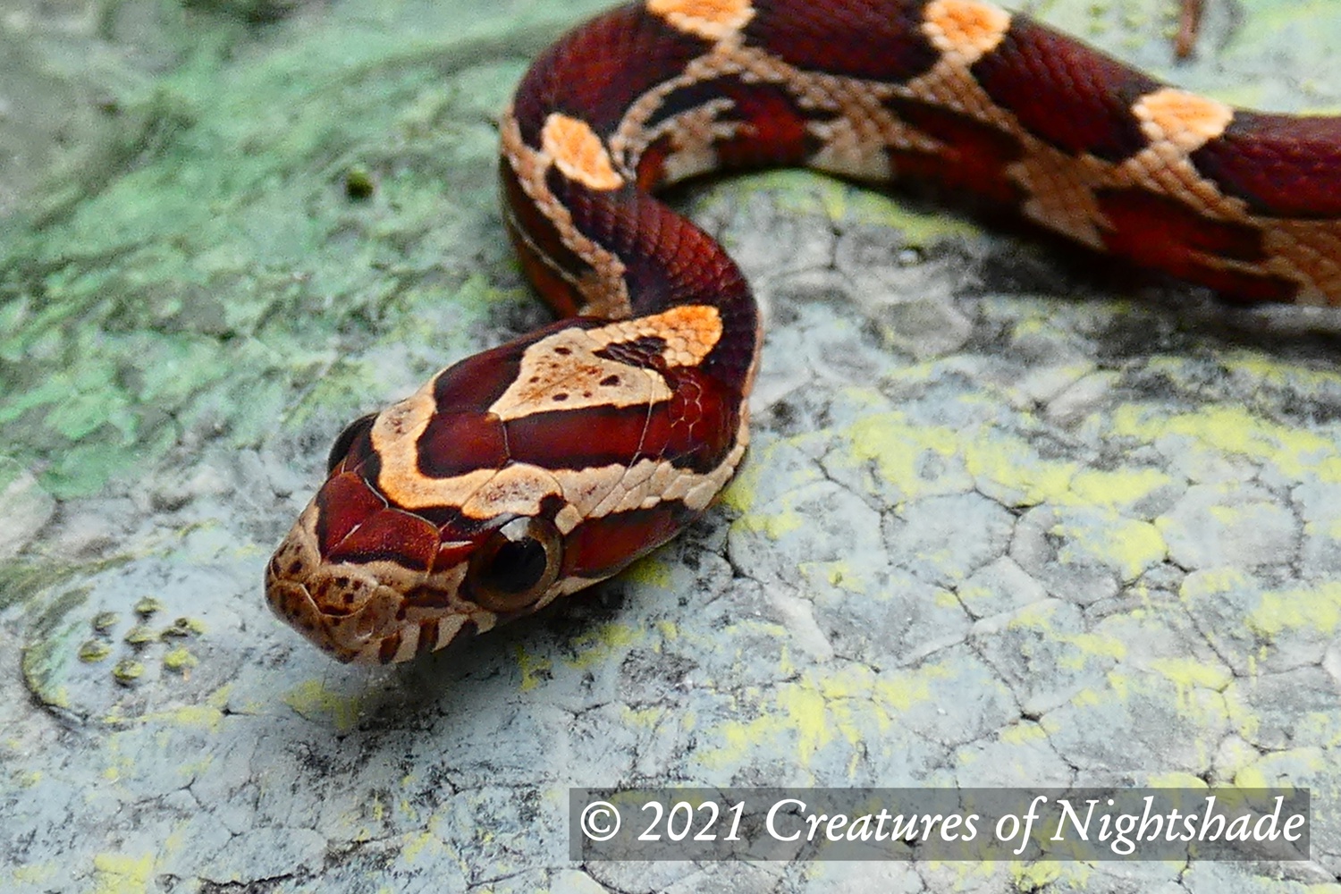 Classic Corn Snake by Creatures of Nightshade