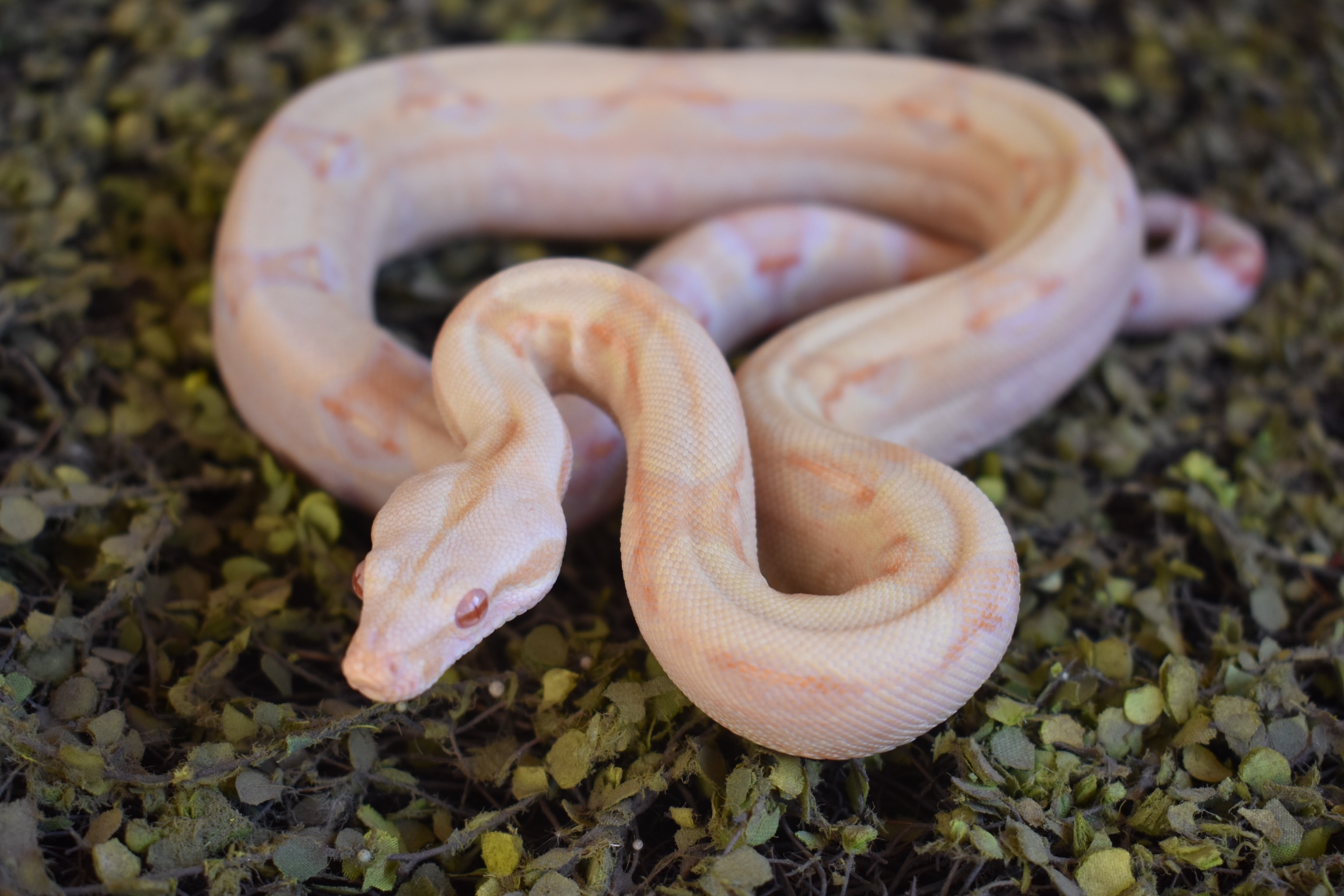 Kahl Albino Boa Constrictor by Exotic Entities