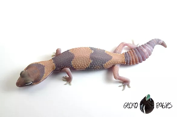Ghost African Fat-Tailed Gecko by Gecko Babies