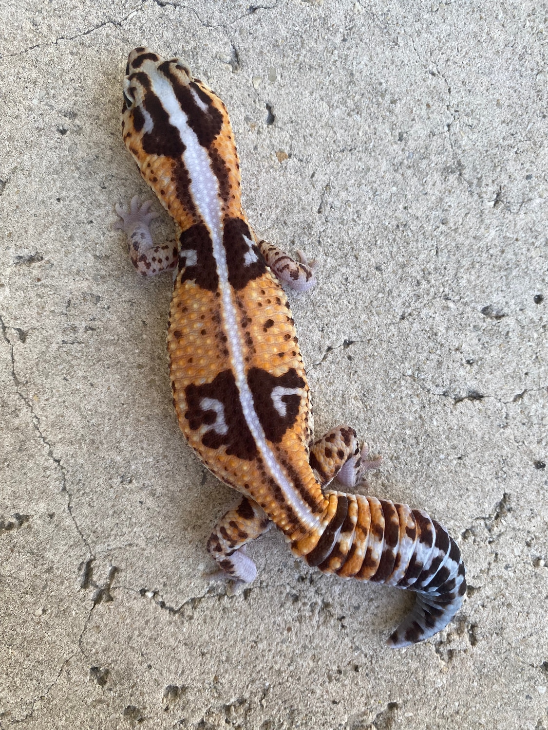 Tangerine Whiteout Het Patternless African Fat-Tailed Gecko by Mutant Geckos