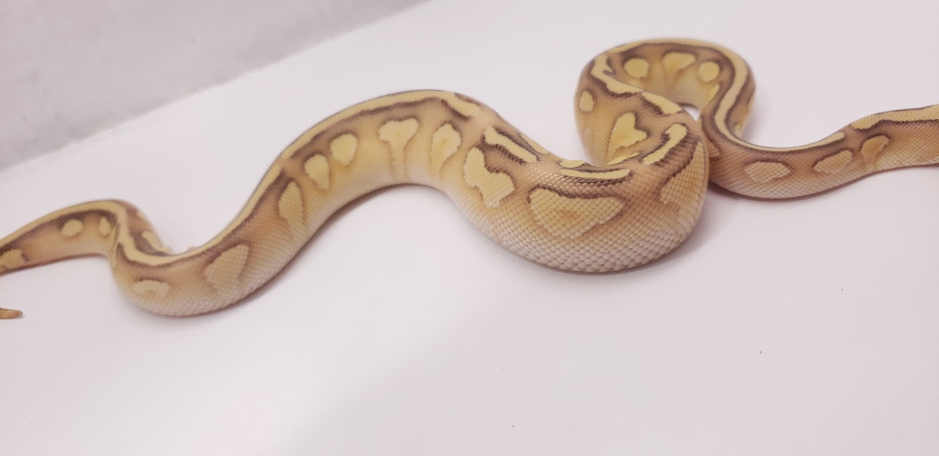 Update on Morph ID - Ball Pythons - MorphMarket Reptile Community