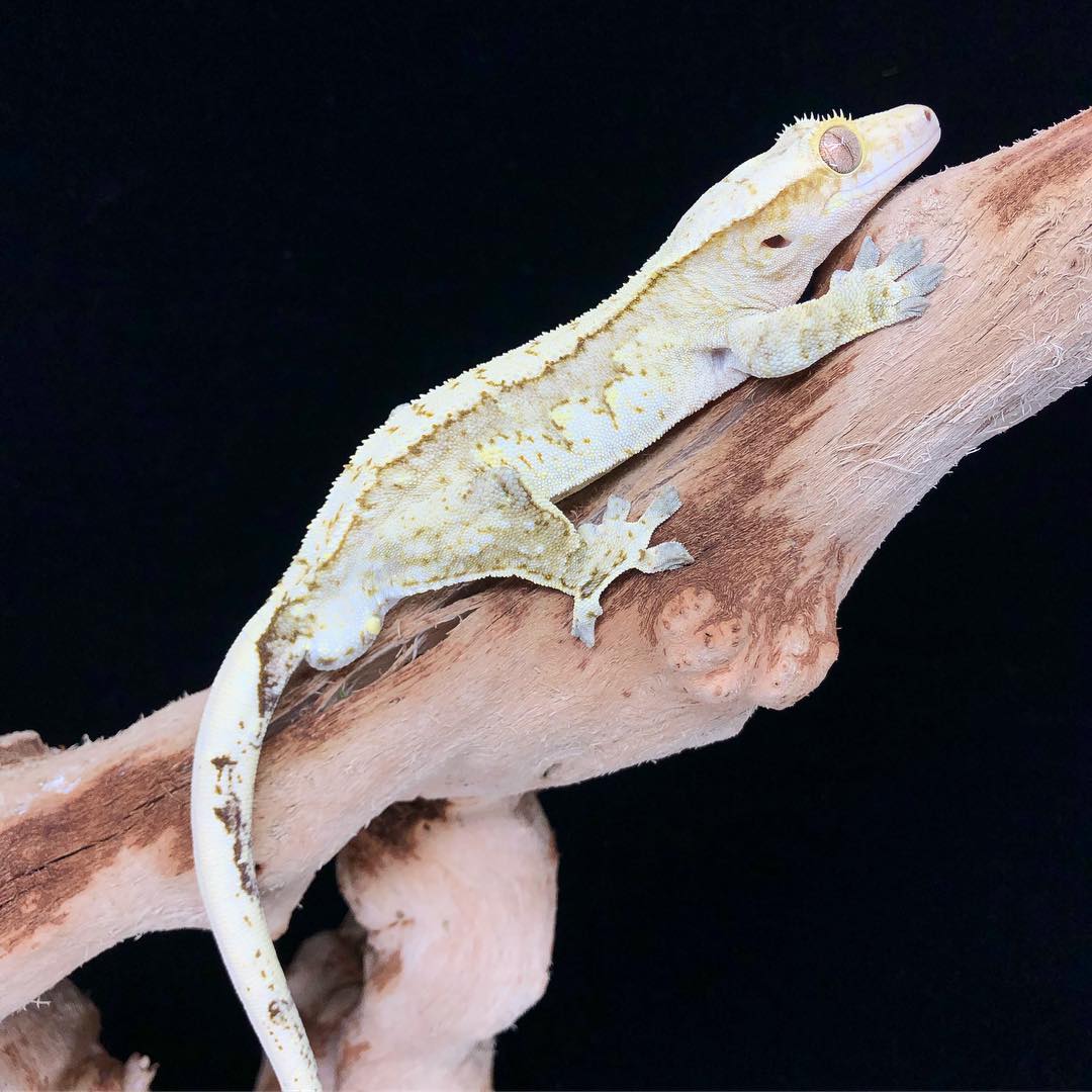 Adult Male Yellow Crested Gecko by NCScales