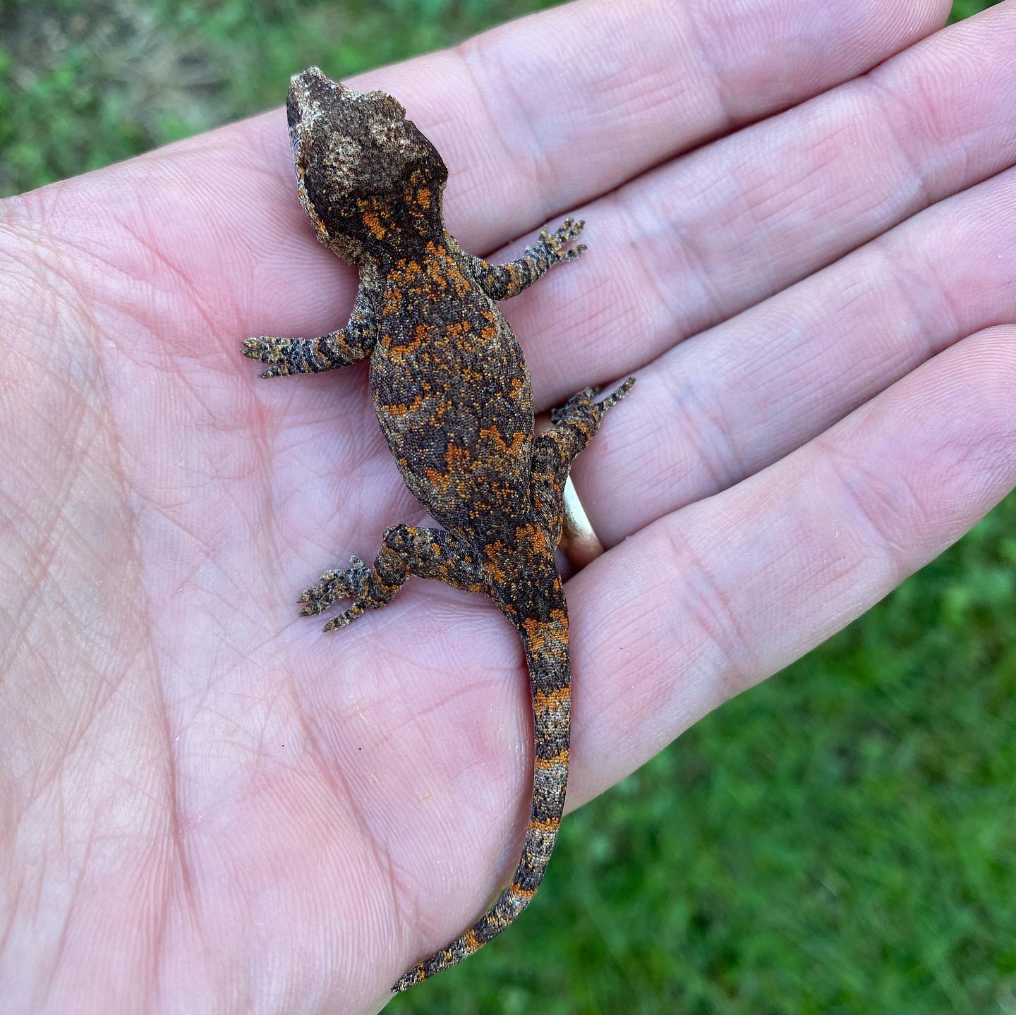 Orange Superblotch Gargoyle Gecko by Haneisen Premium Reptiles