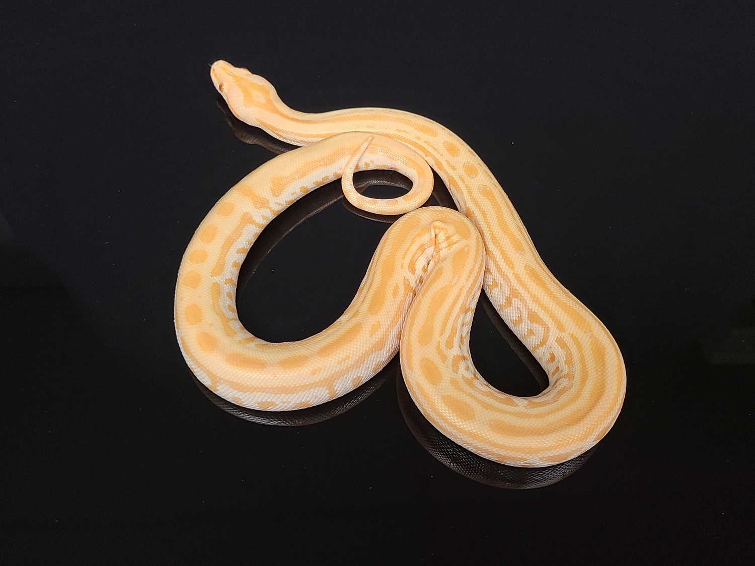 Pearl Labyrinth (Albino Hypo Lab.) Female. Burmese Python by CV Exotics inc.