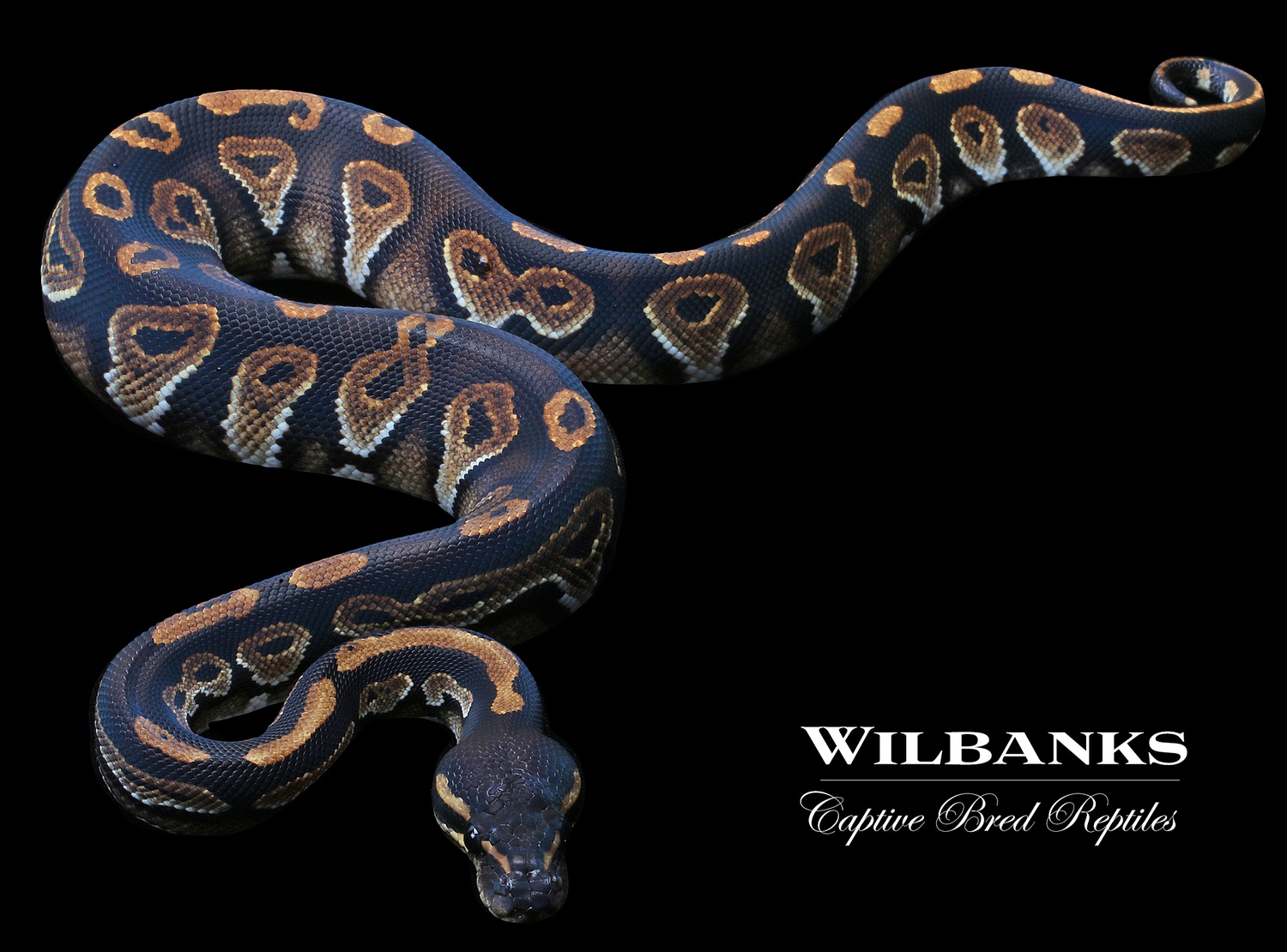 Blackhead Ball Python by Wilbanks Captive Bred Reptiles