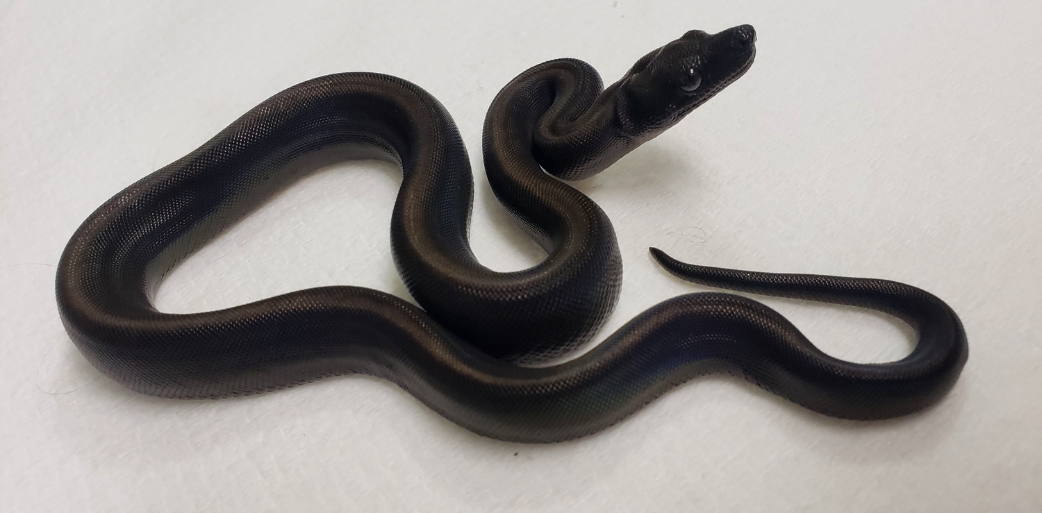 Black Beauty Boa (Type 2 Anery, Super Roswell Laddertail Motley) Boa Constrictor by Bobs' Boas
