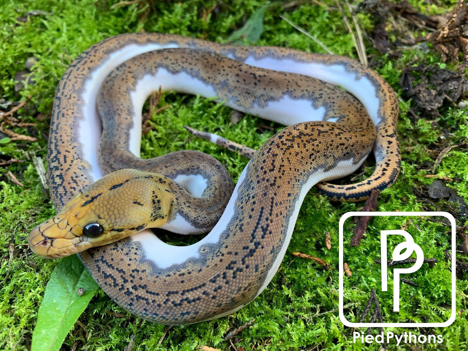 Pied Het Albino Reticulated Python by Pied Pythons