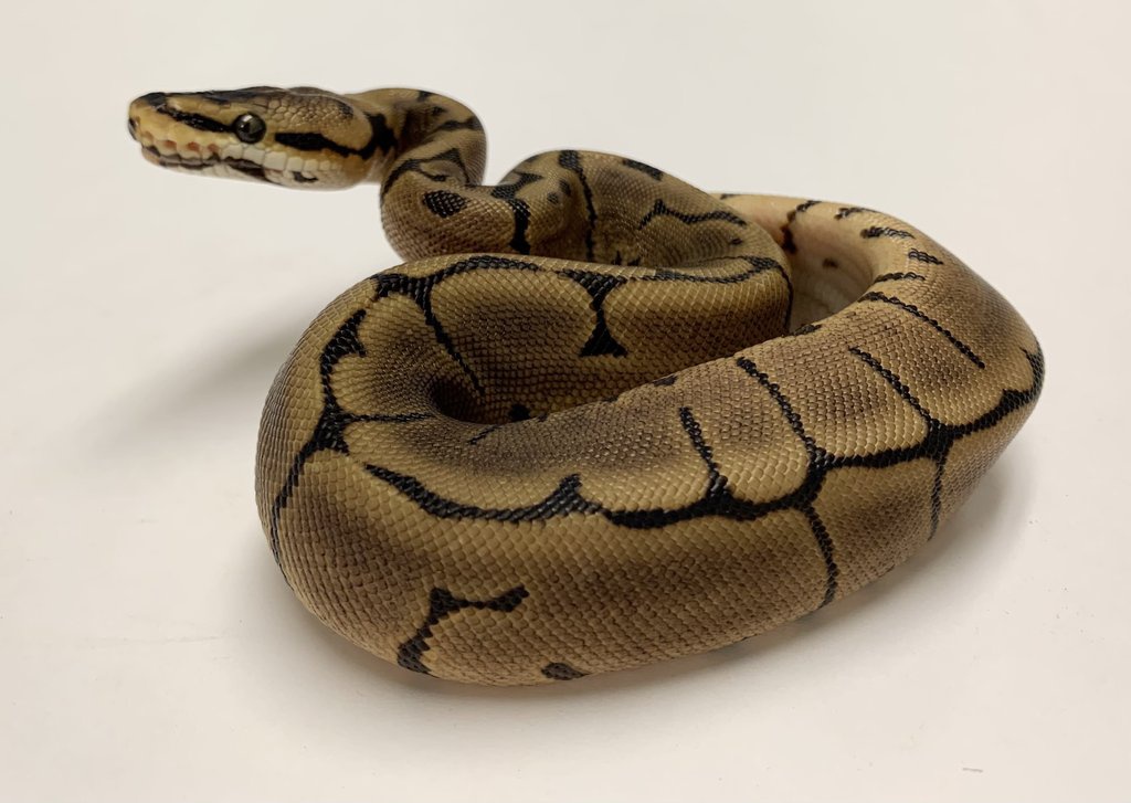 Spider Leopard Ball Python by BHB Reptiles