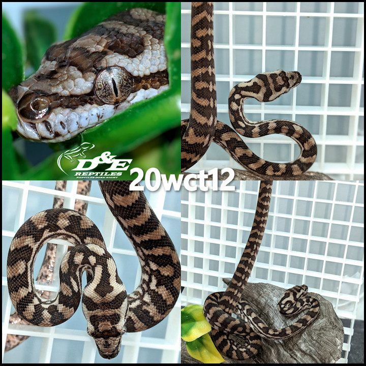 Normal Coastal Carpet Python by D&E Reptiles