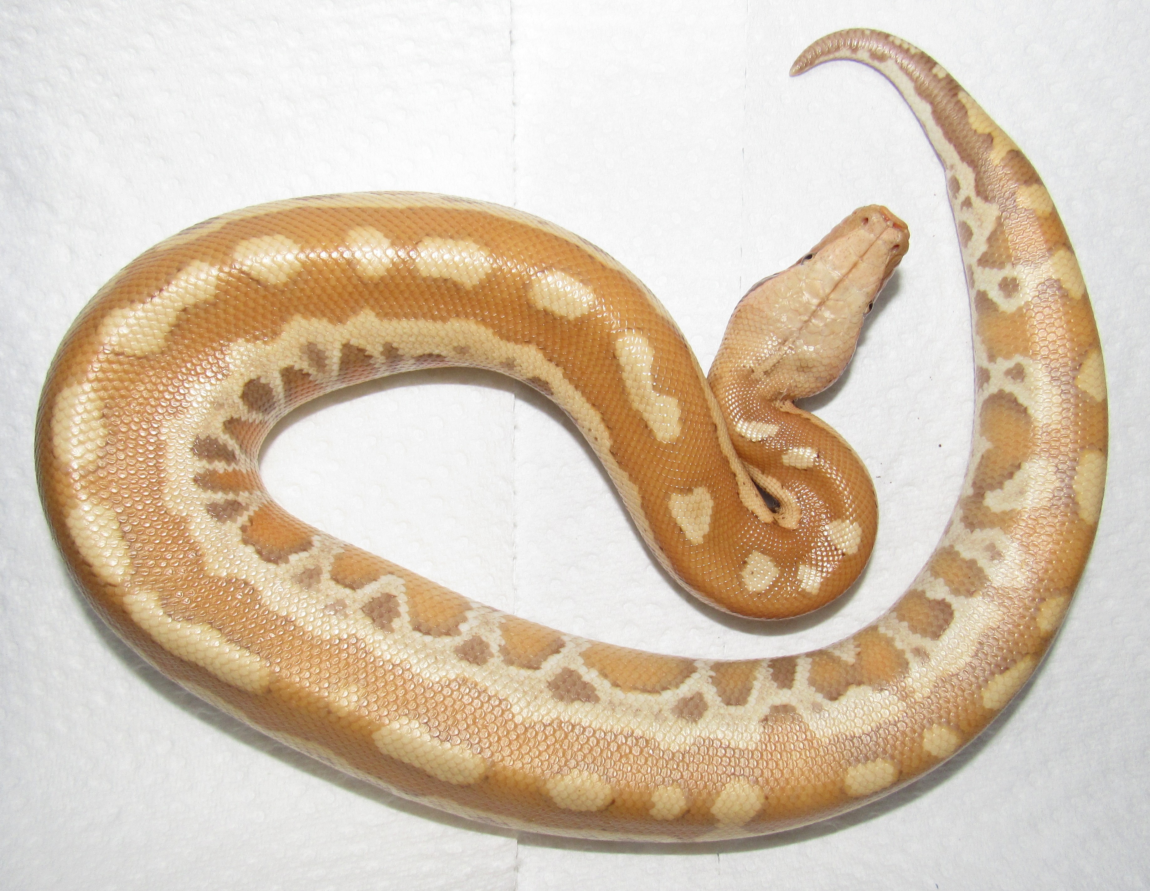 T+ Albino Blood Python by Wallflower Herpetoculture