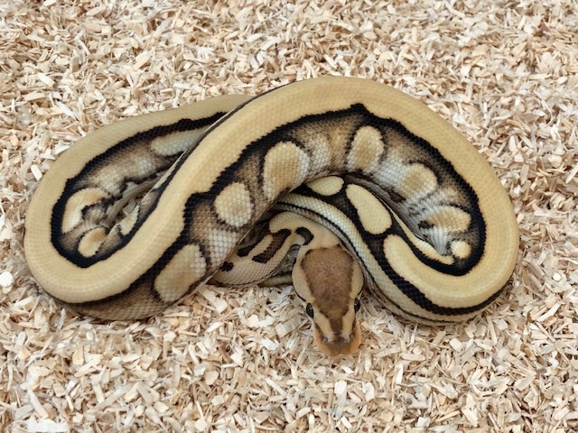 Cryptic Desert Ghost Genetic Stripe Ball Python by Fireball Reptiles