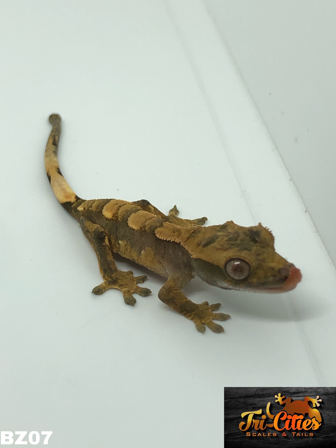 Flame Crested Gecko by Tri-Cities Scales & Tails