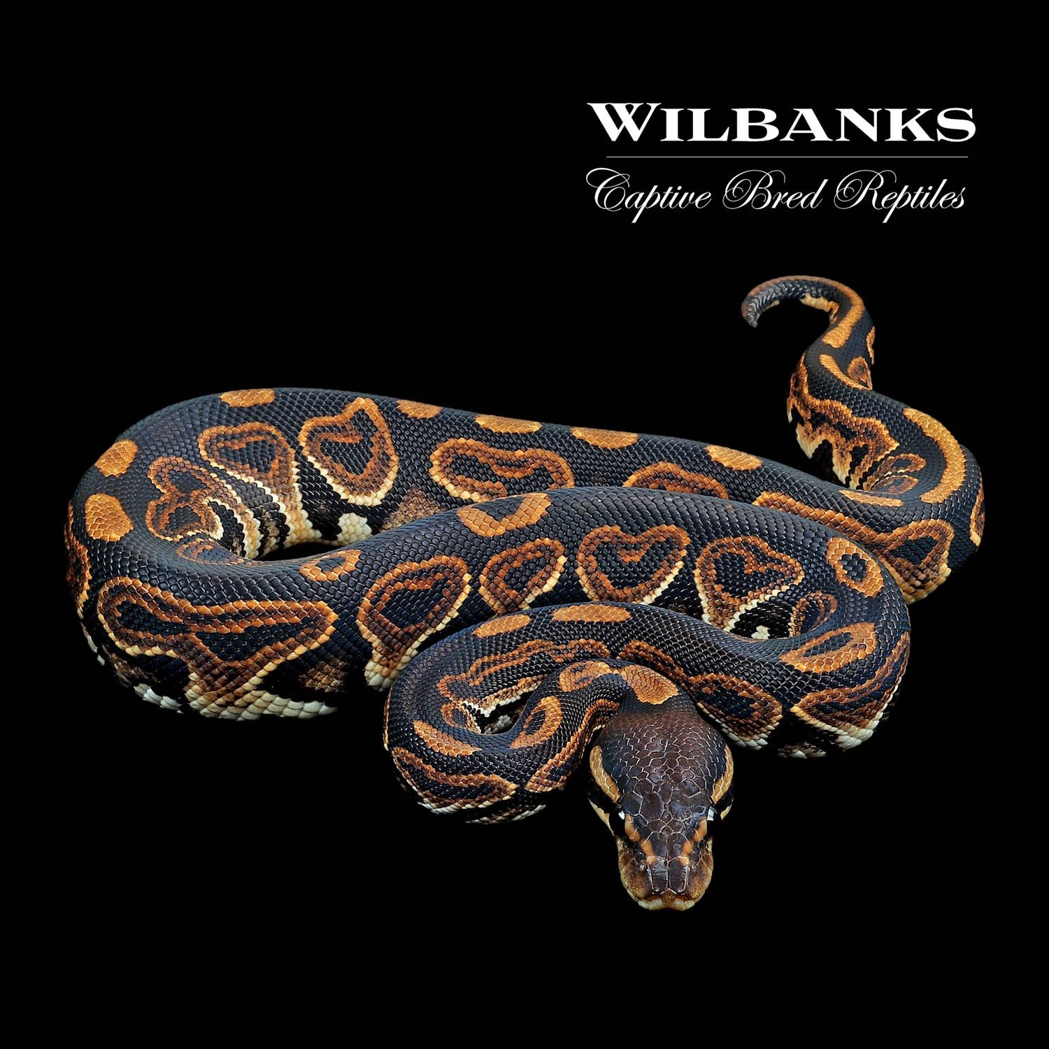 Black Pastel Ball Python by Wilbanks Captive Bred Reptiles