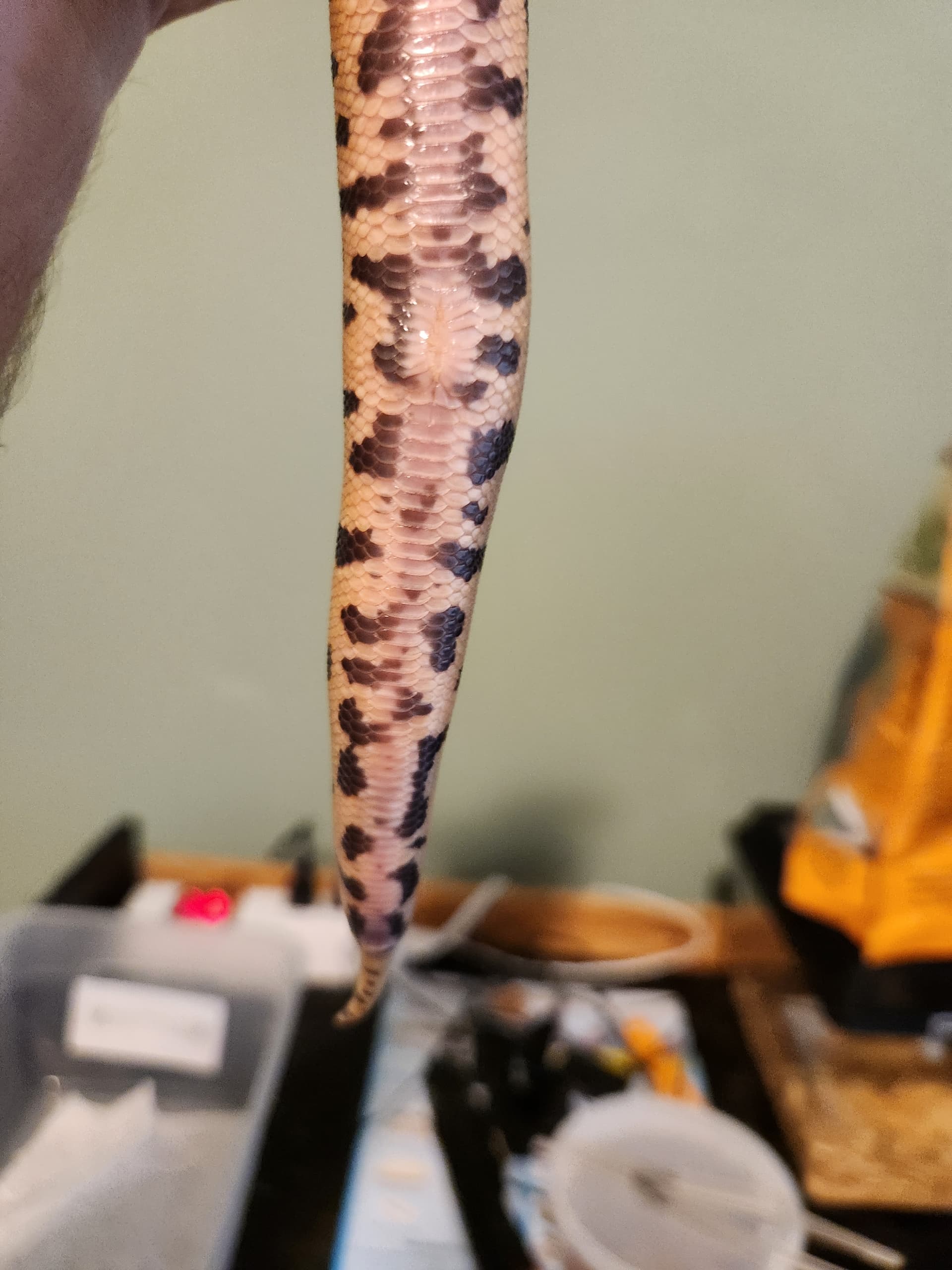 Help identifying hatchlings - Ball Pythons - MorphMarket Reptile Community