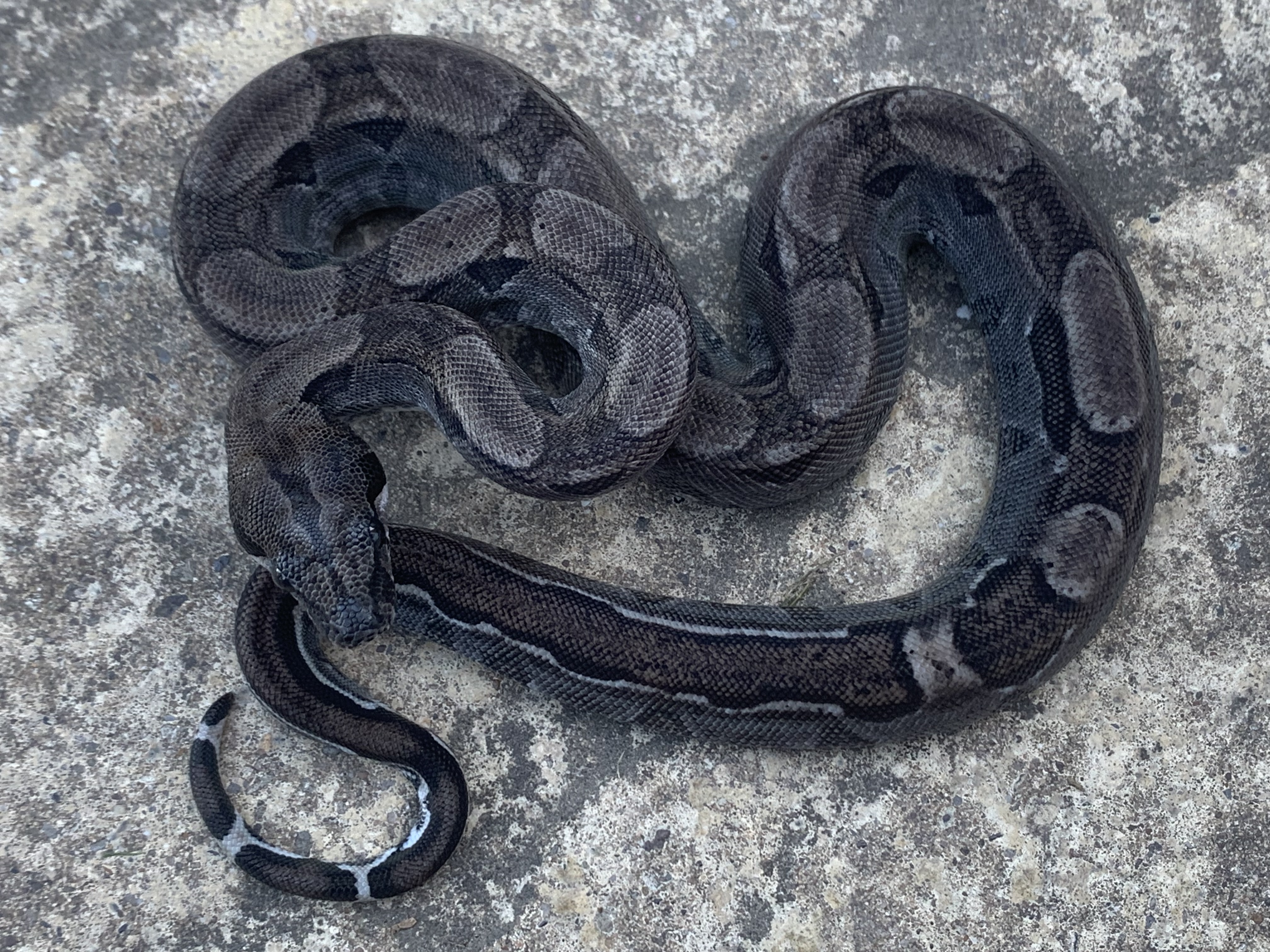 Male RDR Black Eyed Anery Boa Constrictor by Kevin Hasley