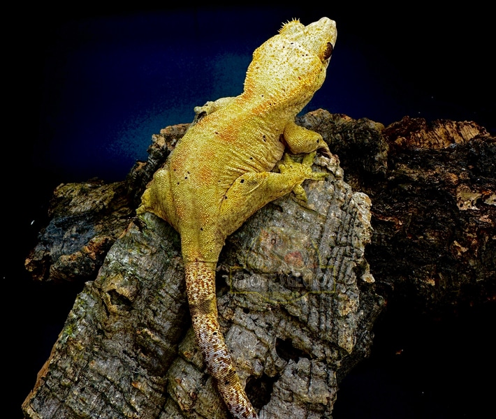Chahoua x Crested Gecko hybrid by Groff’s Geckos