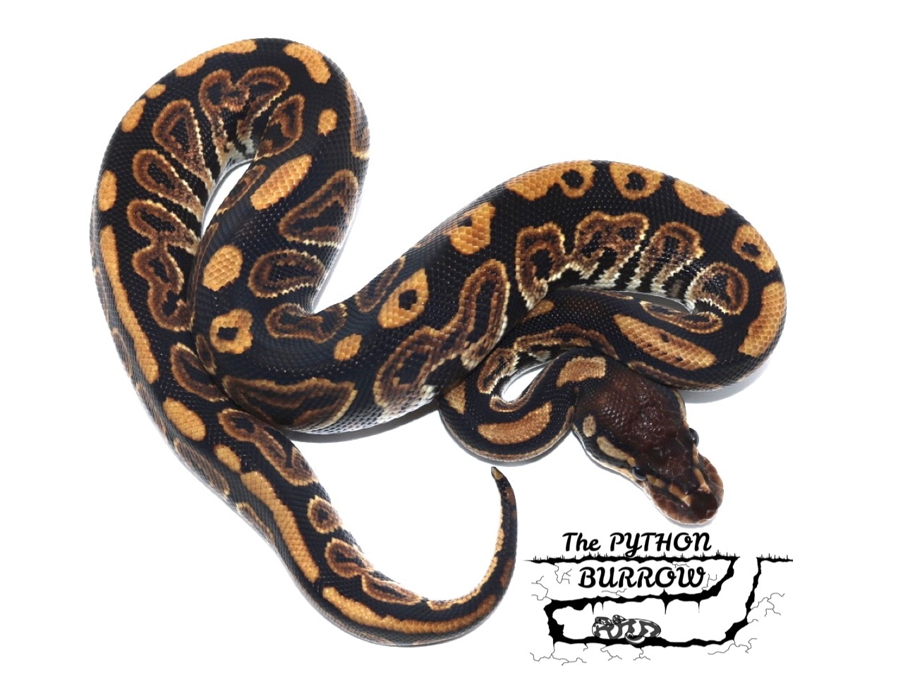 Black Pastel Ball Python by The Python Burrow LLC