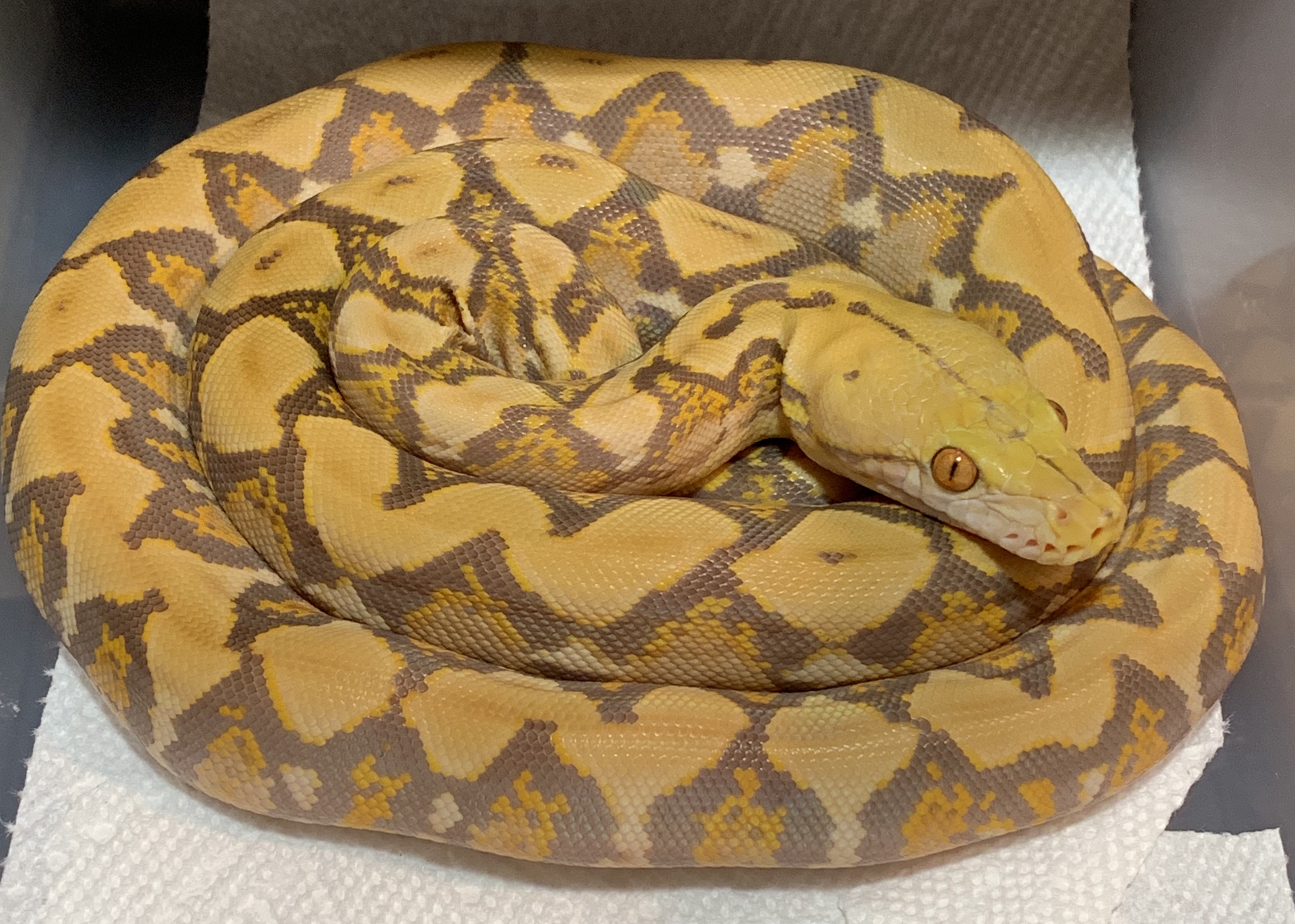 Blonde Reticulated Python by Sangre De Serpent