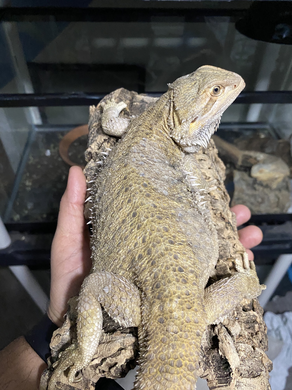 Hypo Central Bearded Dragon by Metal Scales Reptiles