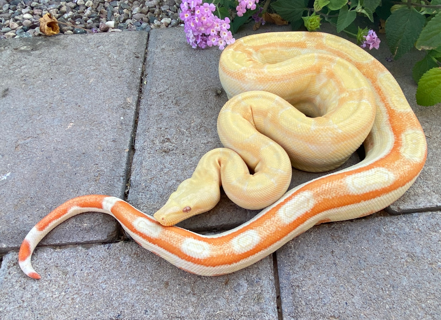 Albino Roswell Dh Snow Boa Constrictor by LowKeyBoas