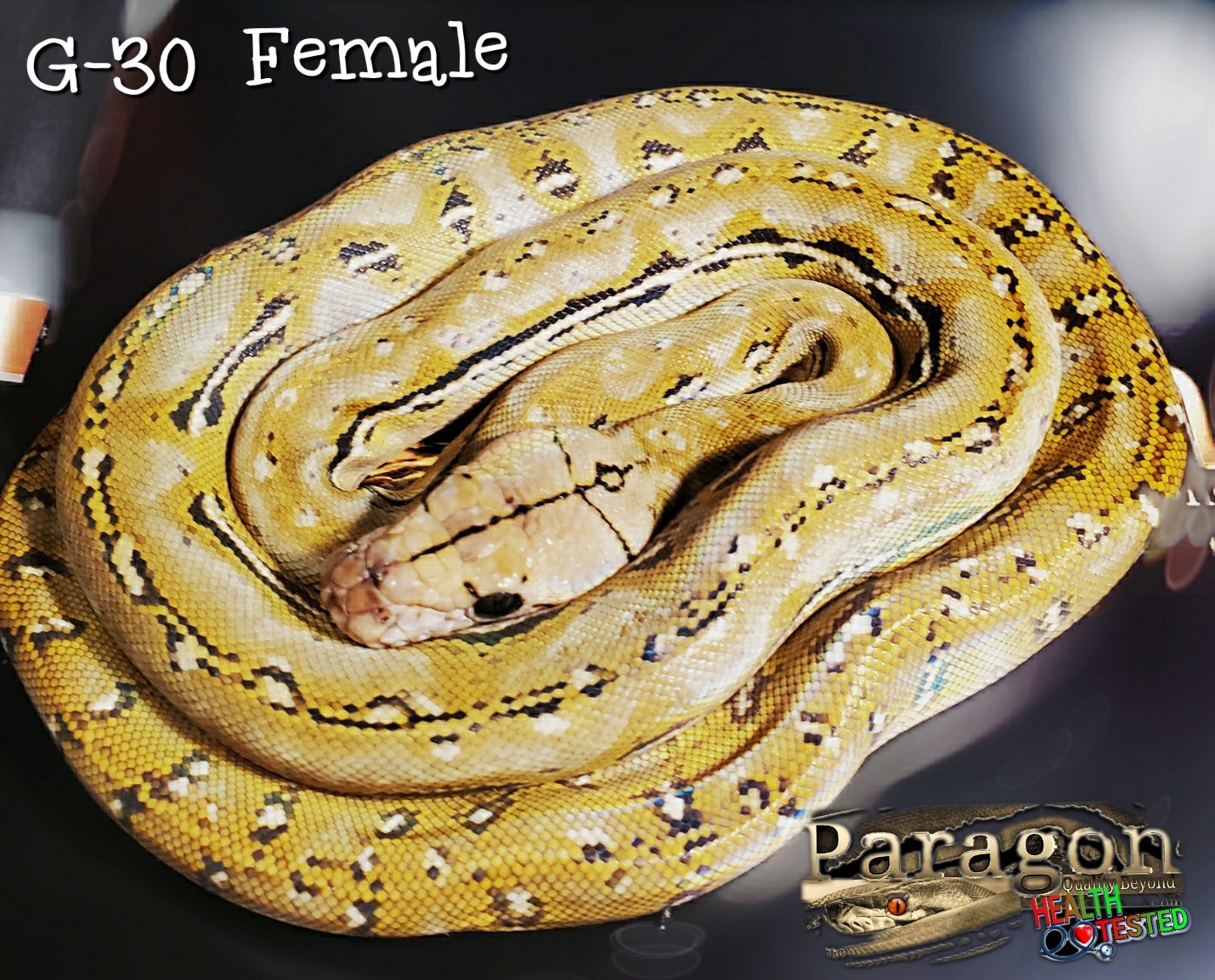 Anthrax Reticulated Python by Paragon Exotics