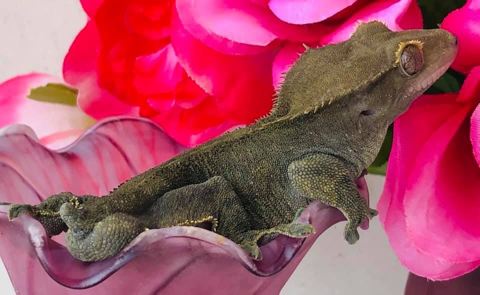 RTB Olive/lavender Crested Gecko by Canvas Geckos