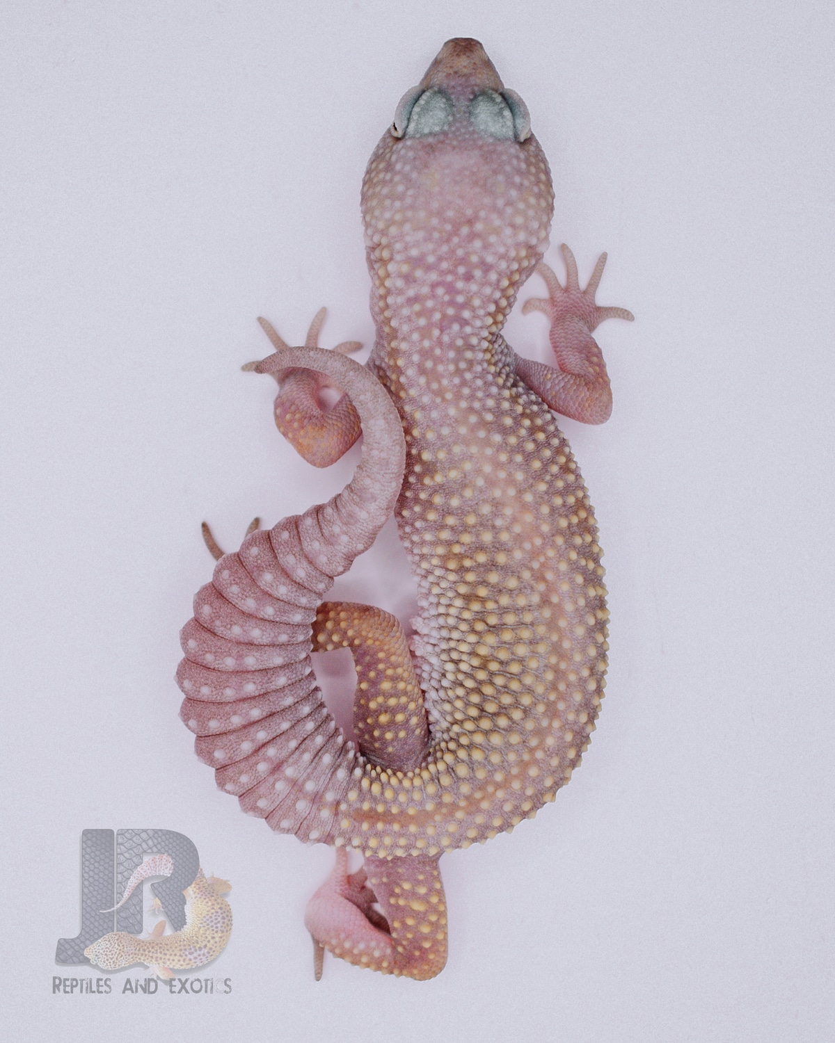 Snow Murphy Patternless 50% Het Blizzard 66% Tremper Albino Leopard Gecko by Jr Reptiles And Exotics