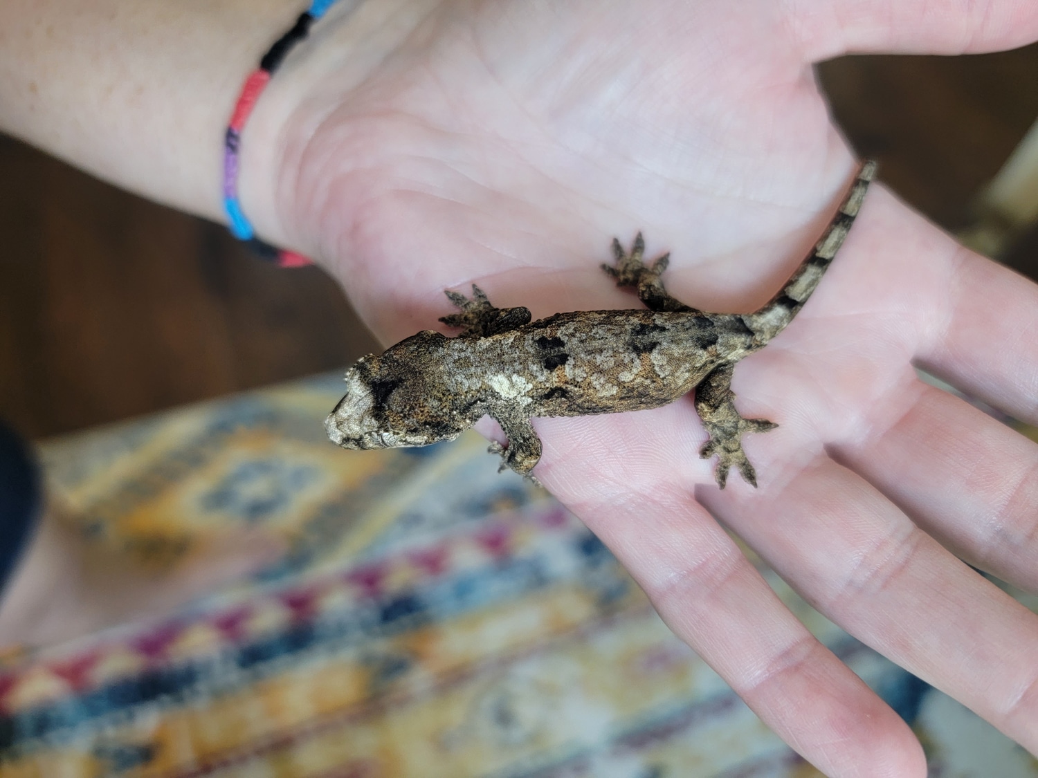 PI Hatchling Chahoua Gecko by Peregrine Lizards