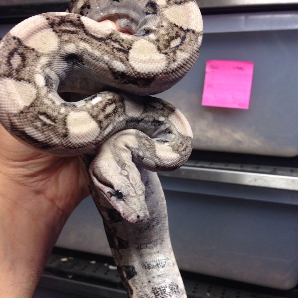Carbon Boa Constrictor by Boaffliction.com