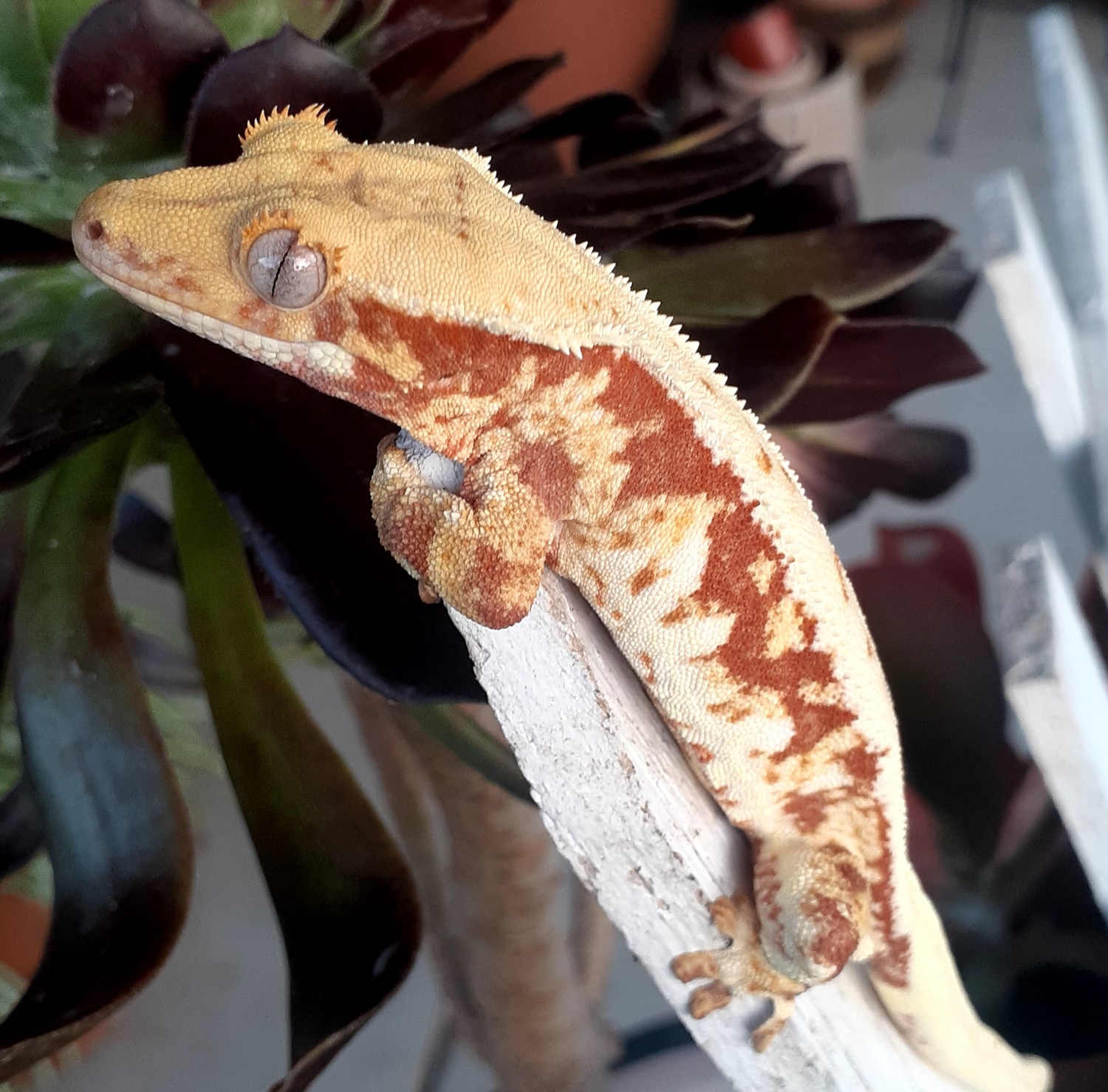 Red Extreme Lilly White Crested Gecko by Tenny's Crested Geckos