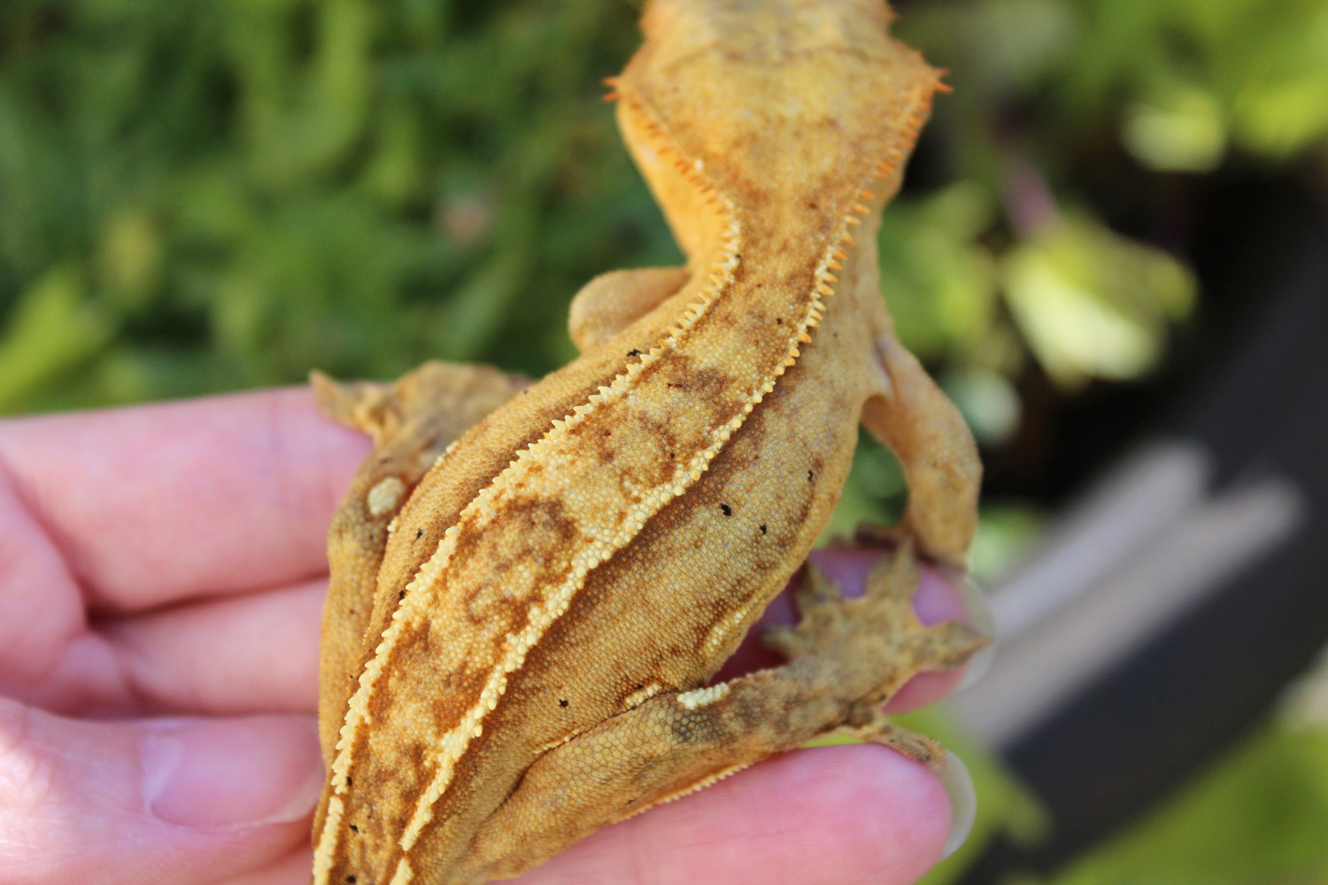 Hypo Yellow Portholes Crested Gecko by Gecko Worlds