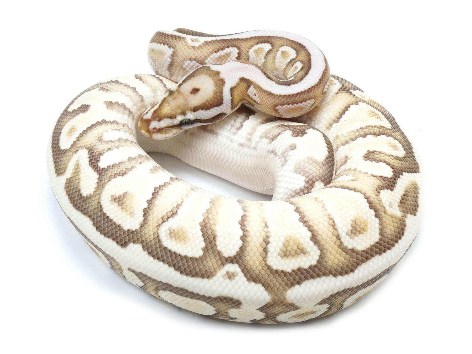 Lesser Spotnose + From Odium Ball Python by New England Reptile Distributors