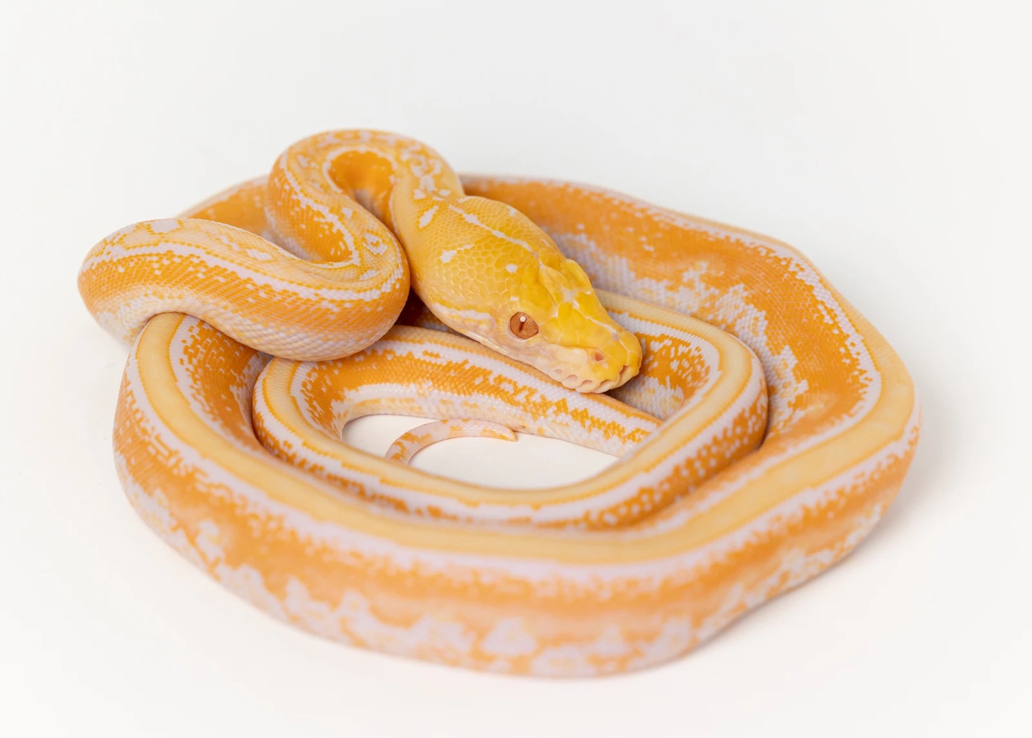 White Albino Marble Tiger (RS) Reticulated Python by New England Reptile Distributors