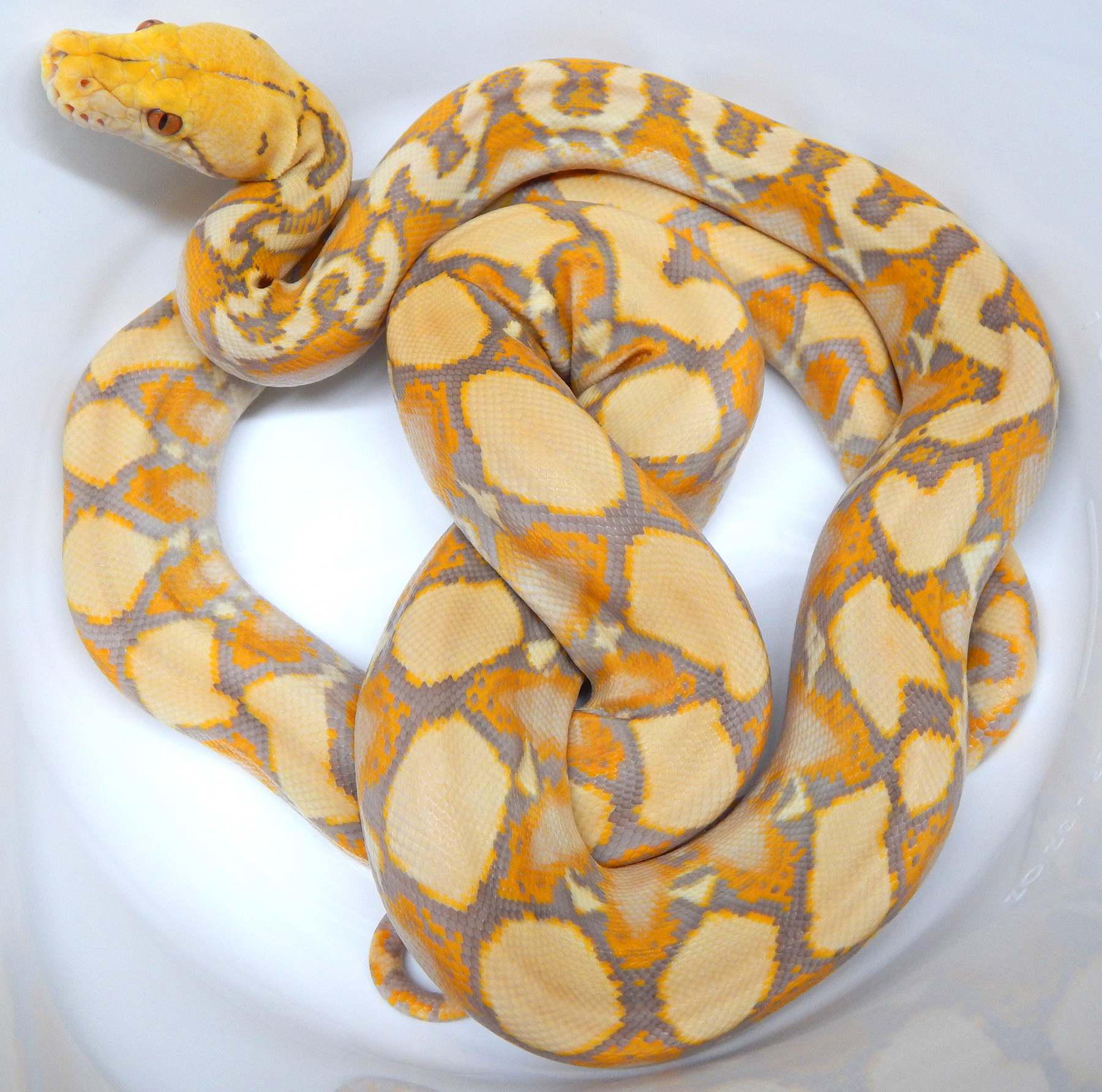 Purple Albino Reticulated Python by Mystic Reptiles, LLC