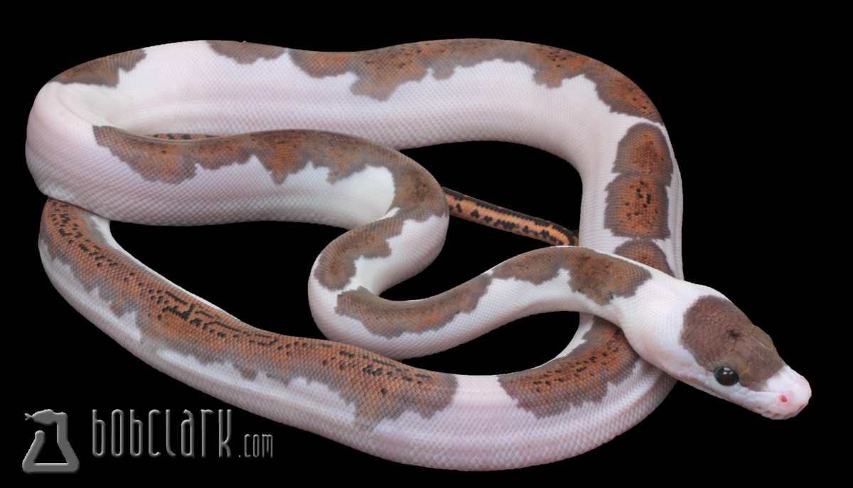 Pied Reticulated Python by Bob Clark Reptiles