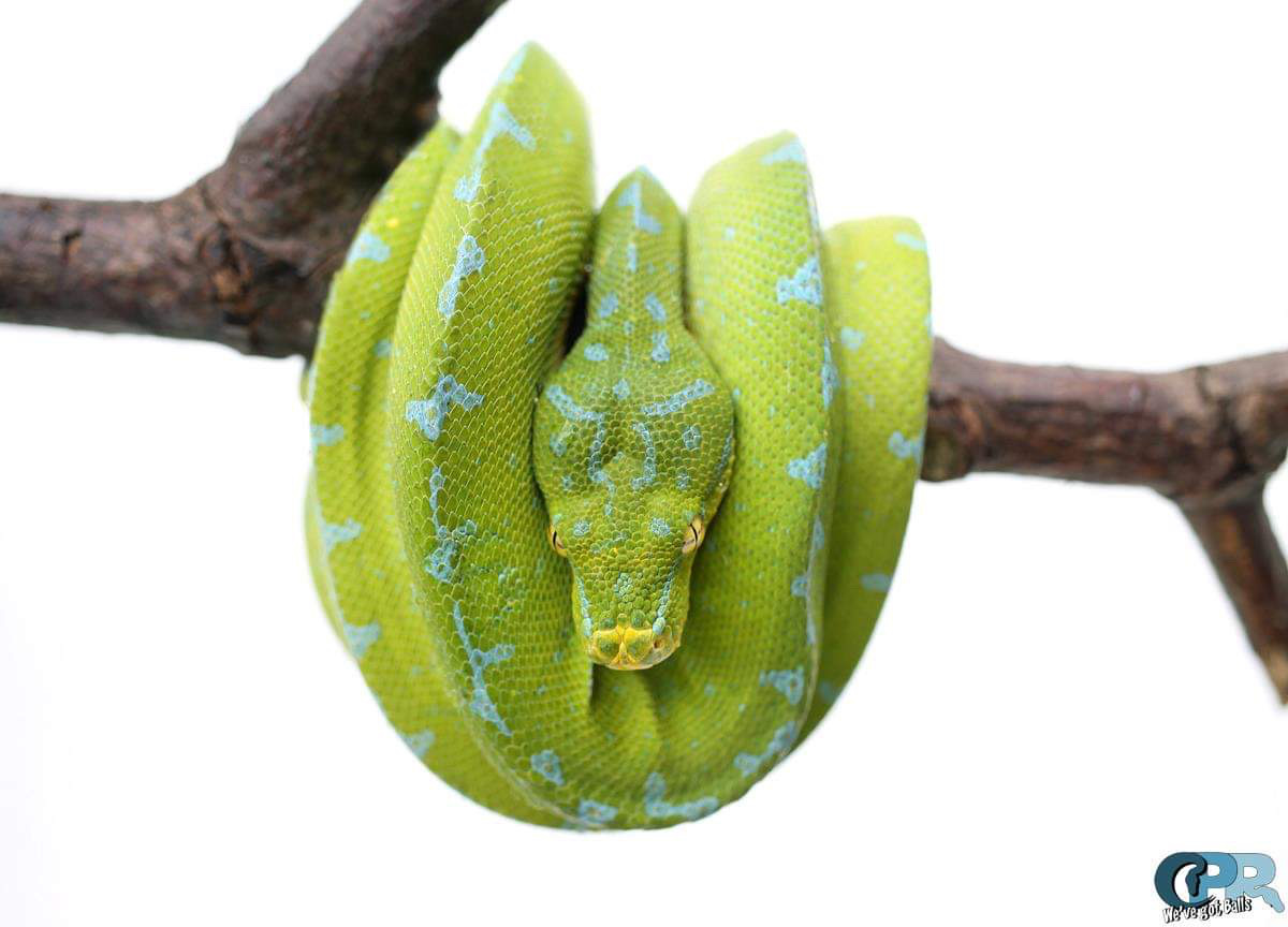 Manokwari Green Tree Python by Crystal Palace Reptiles
