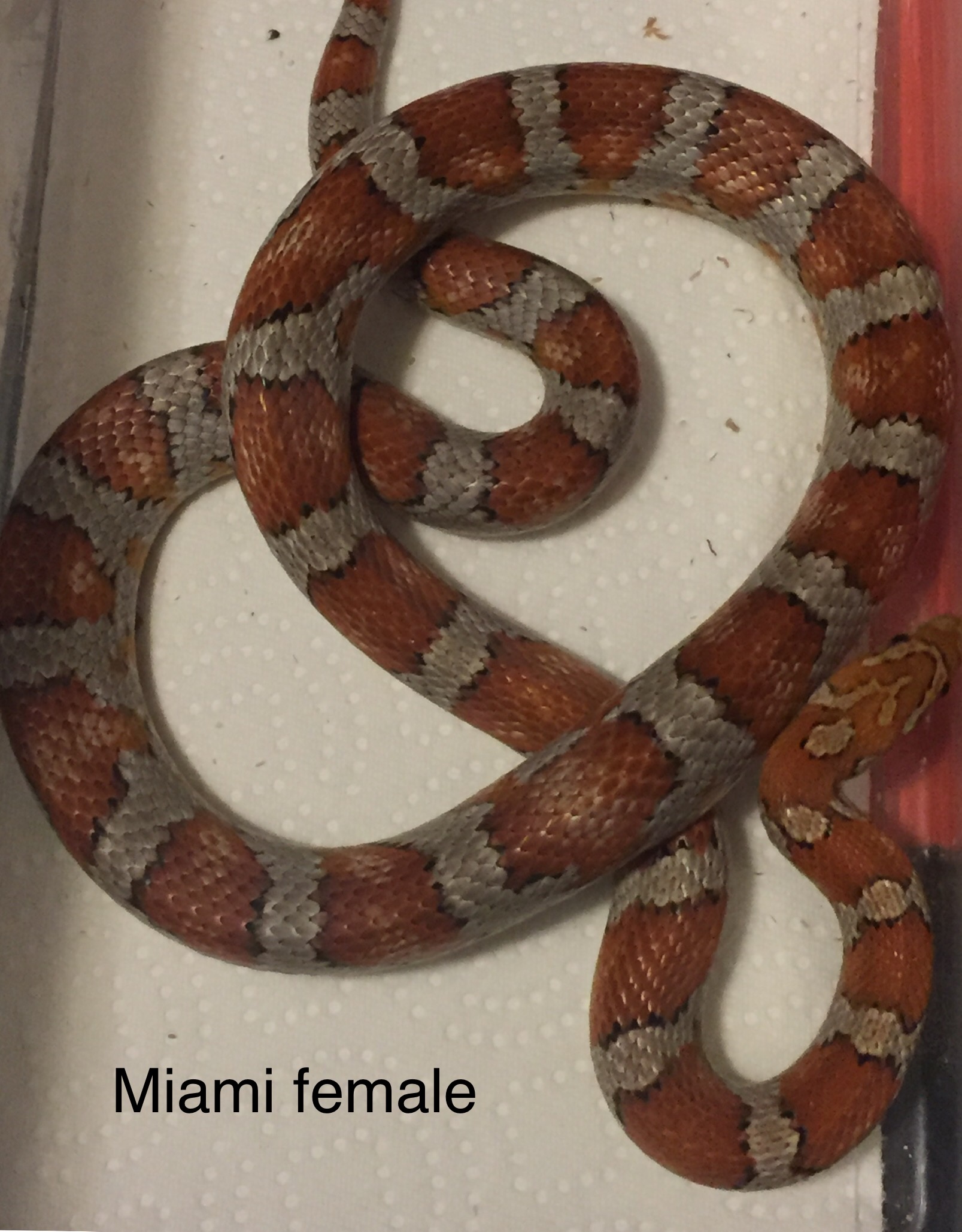 Miami Corn Snake by MTgecko and Ball python