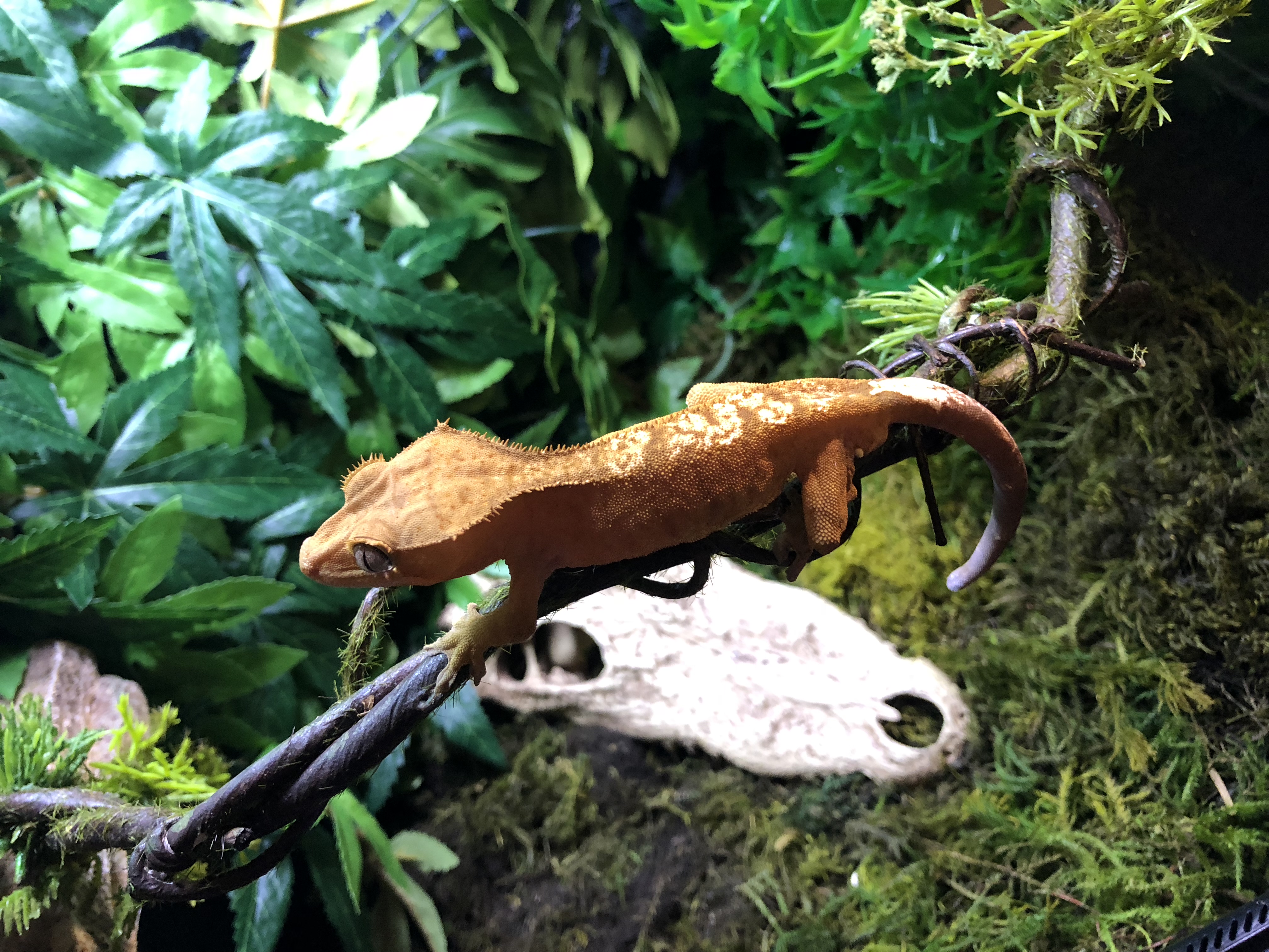 Flame Crested Gecko by Midnight Morphs
