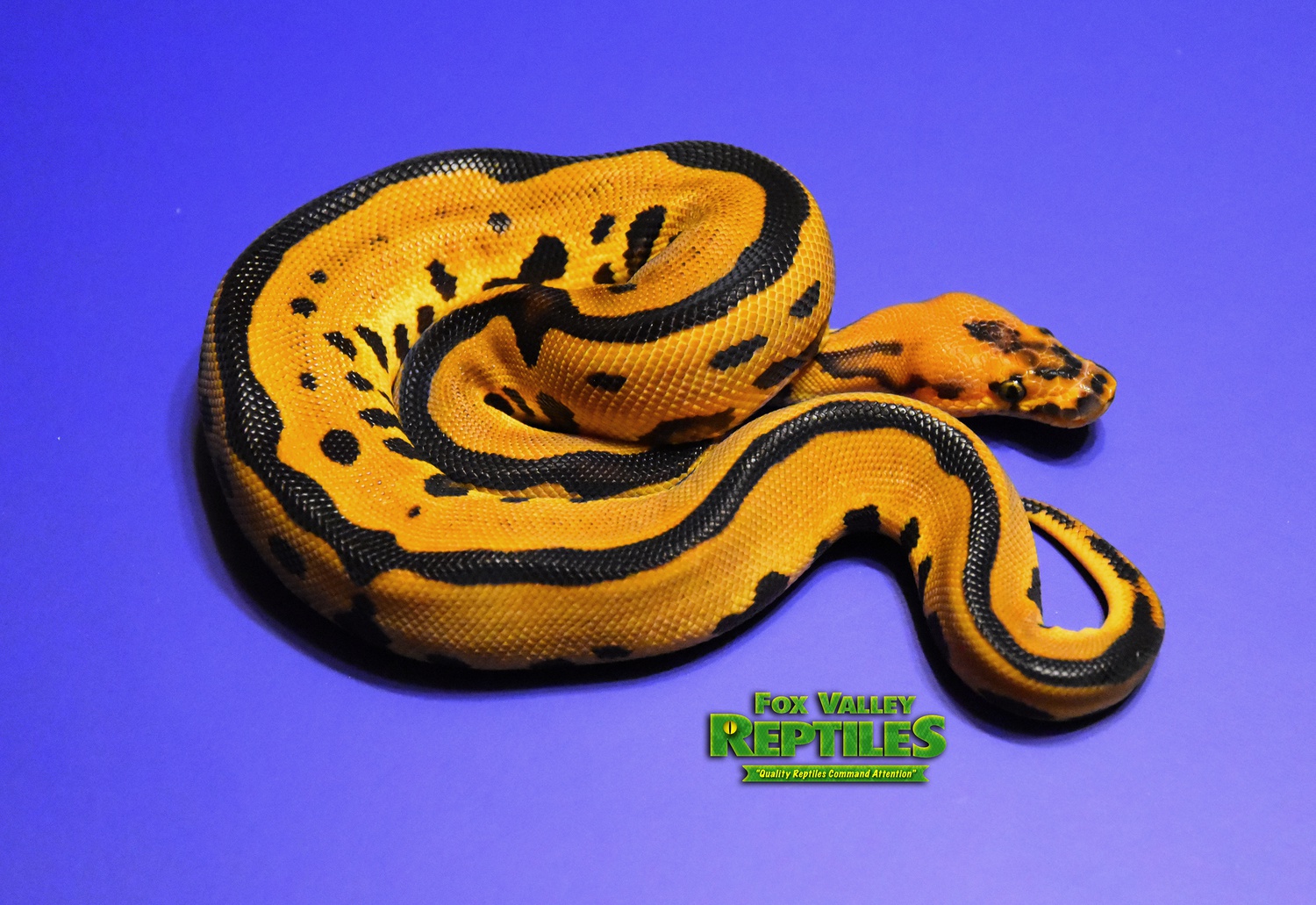 Kalabash Leopard Yellowbelly Clown Ball Python by Fox Valley Reptiles