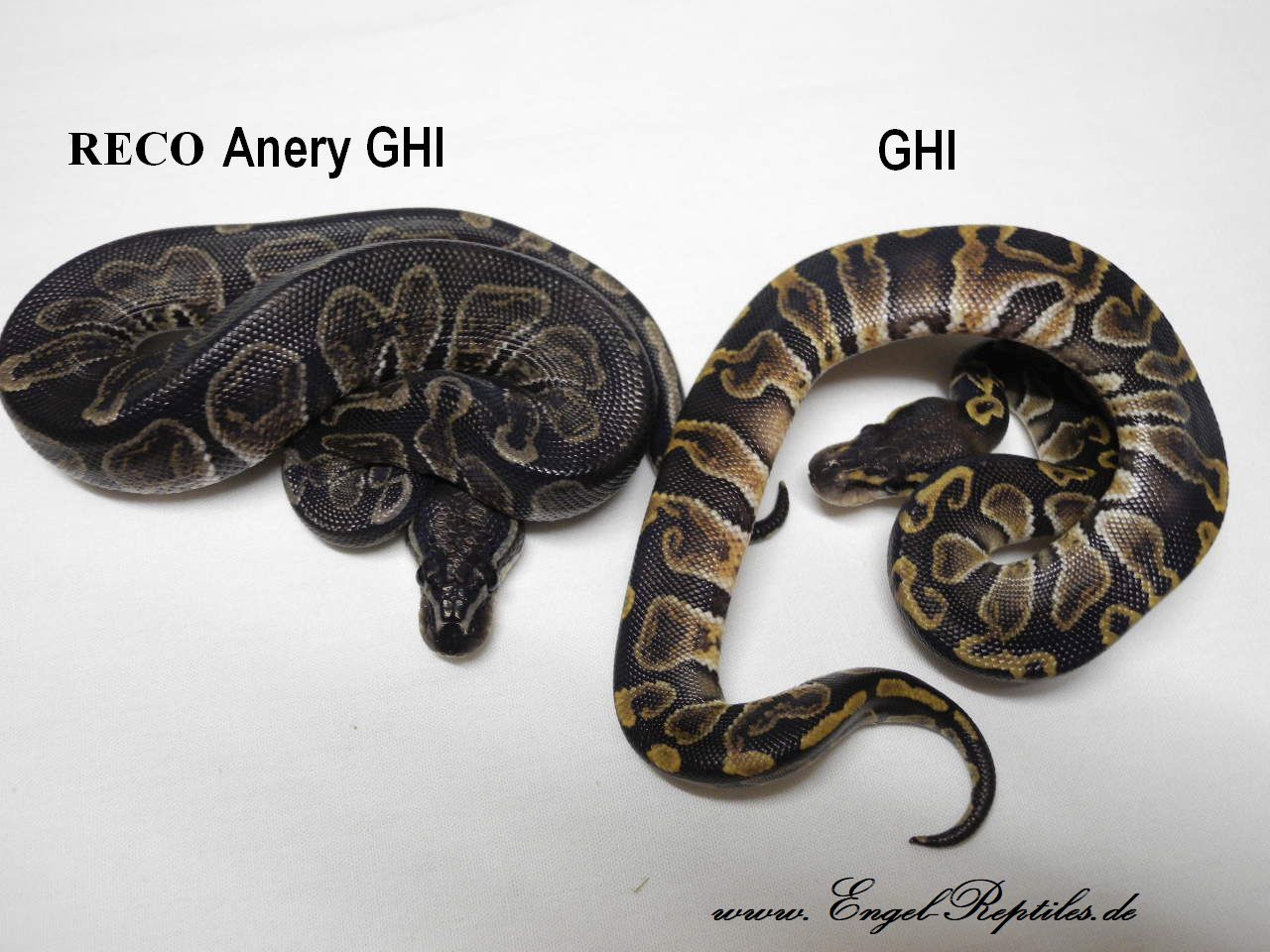 RECO Anery GHI by Engel Reptiles