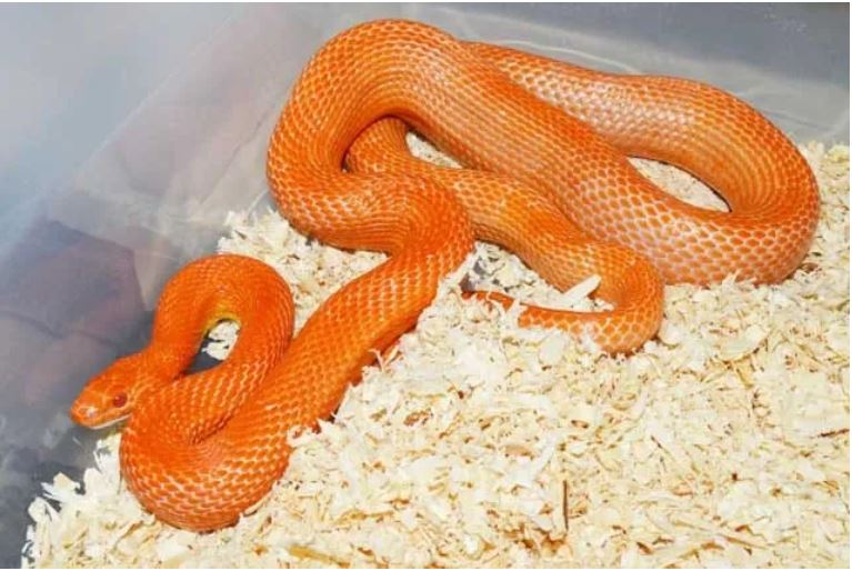 Mandarin Bloodred by VMS Professional Herpetoculture
