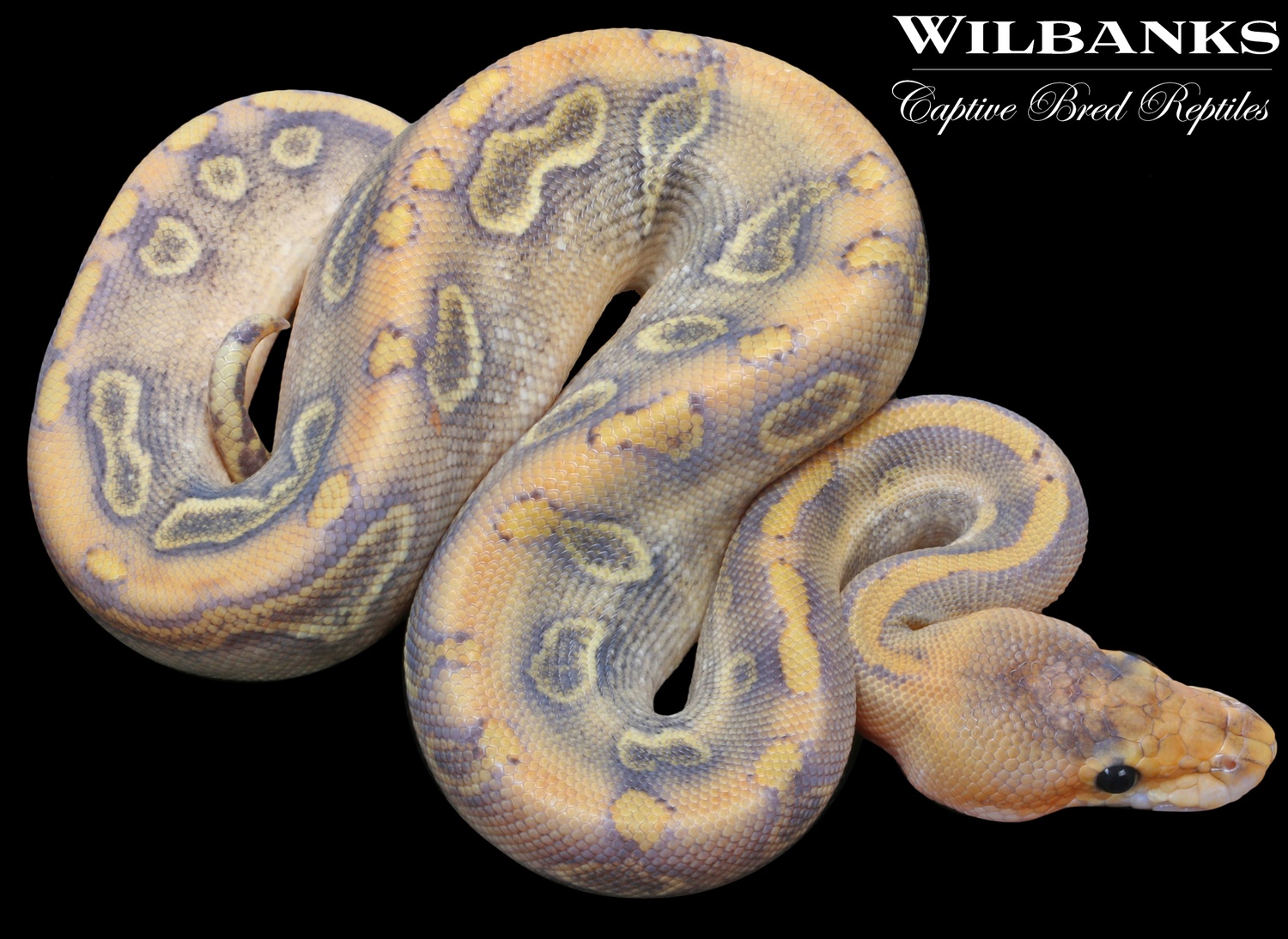 Champ Crusher Yellow Belly Ball Python by Wilbanks Captive Bred Reptiles