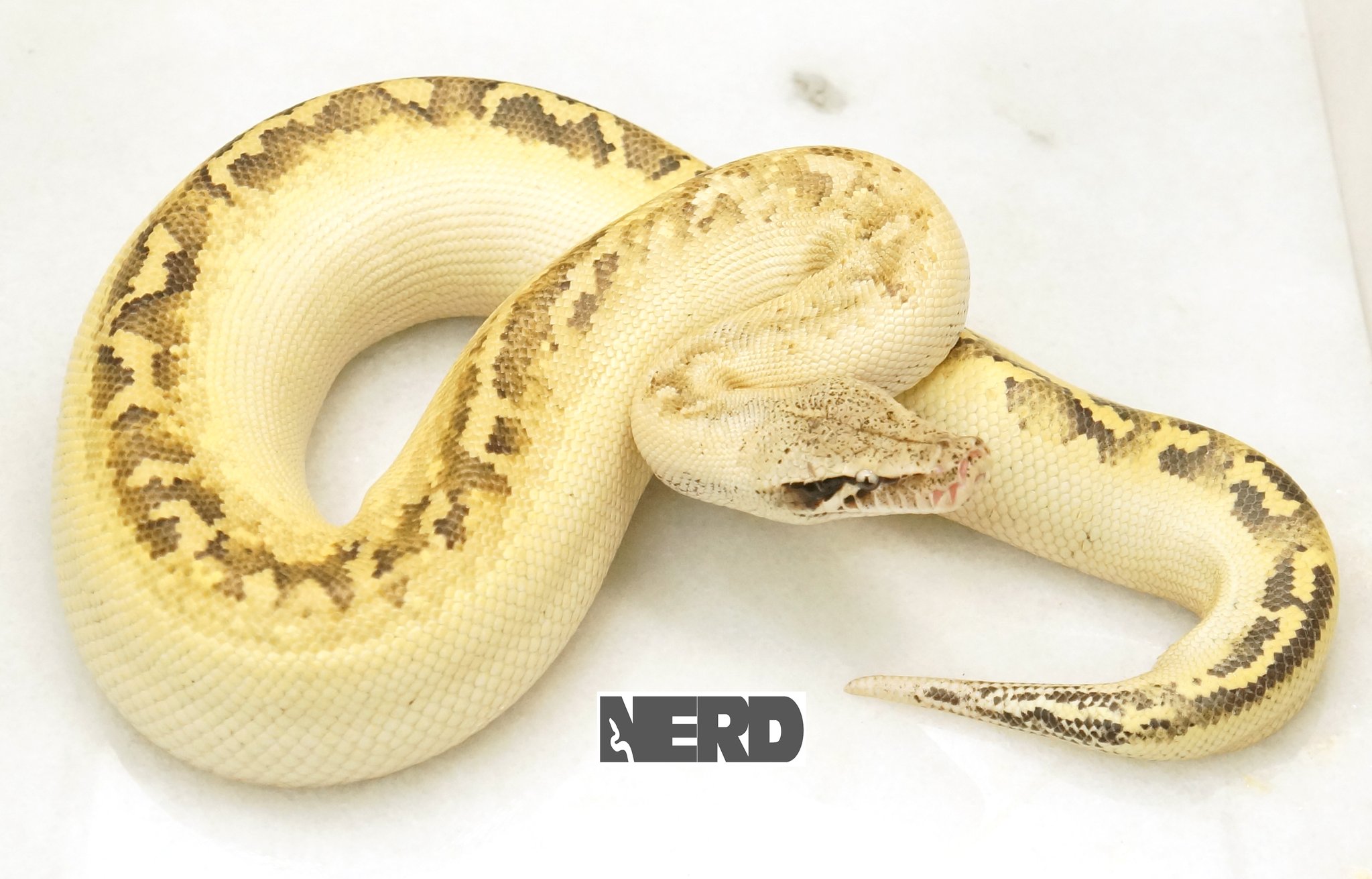 Ivory Blood Python by New England Reptile Distributors