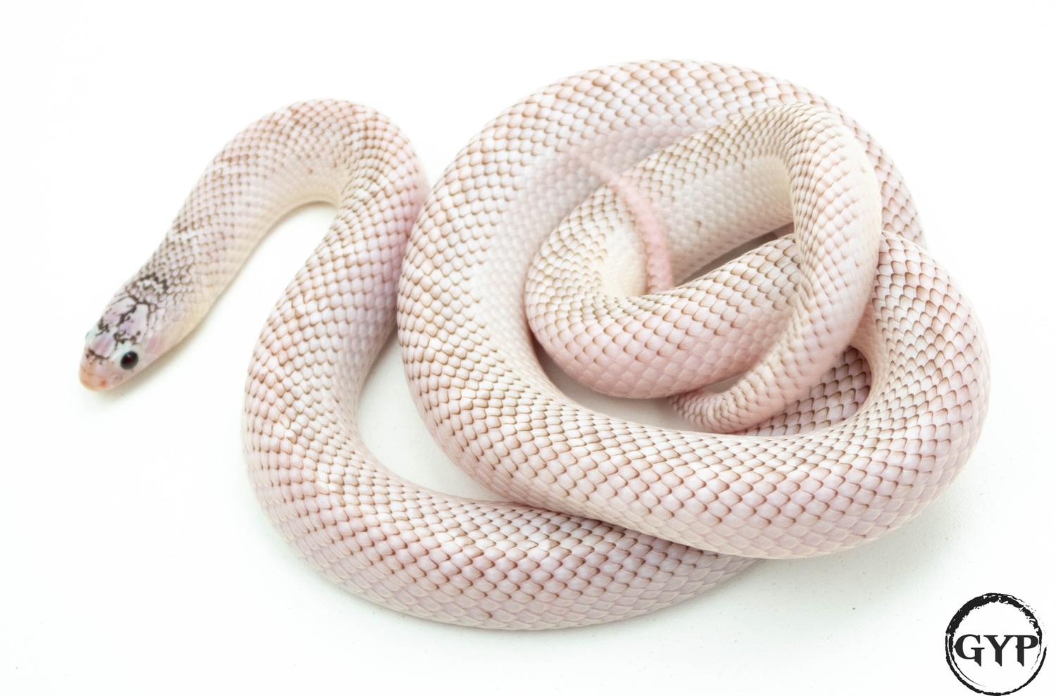 White-sided Anery Florida Kingsnake by Gopher Your Pet
