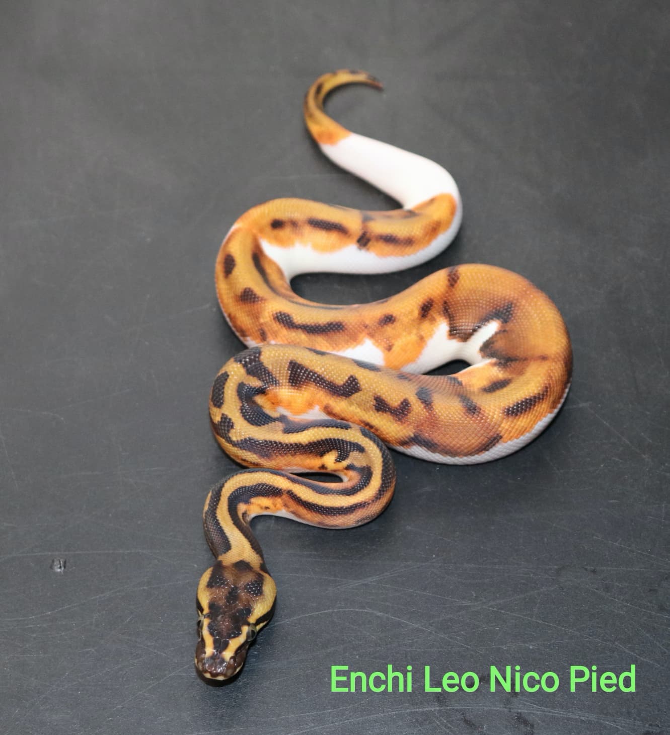 Enchi Leopard Nico Pied by DNJ Pythons