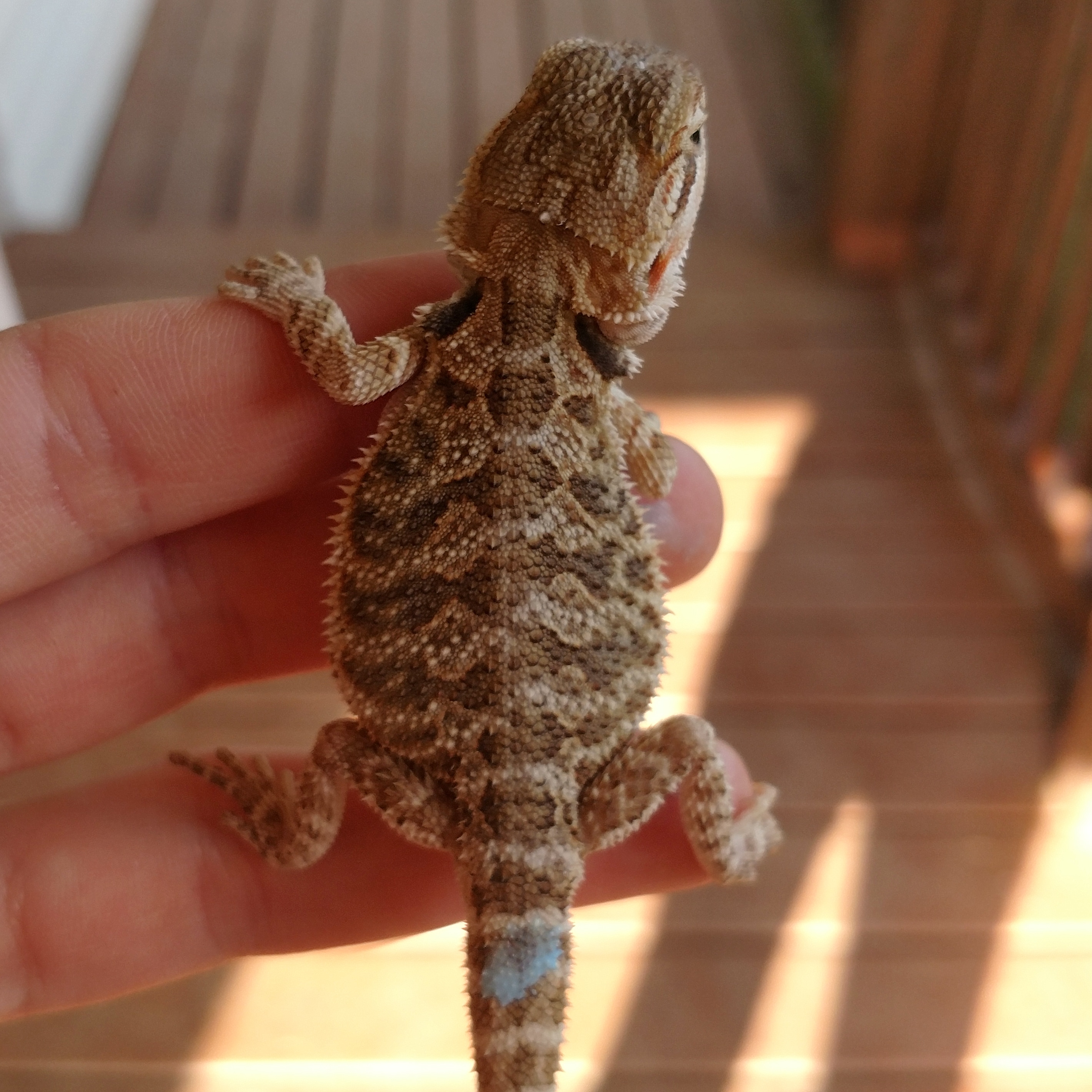 Citrus Central Bearded Dragon by Unicorns and Dragons